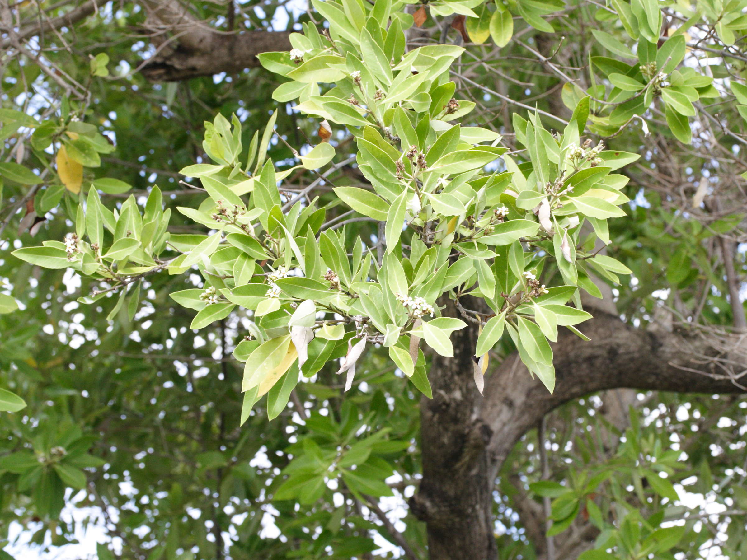 avicennia_germinans1md