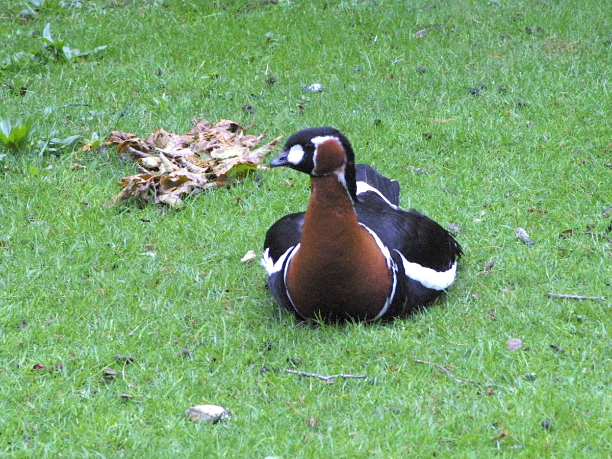 bernache_a_cou_roux_-_branta_ruficollis3md