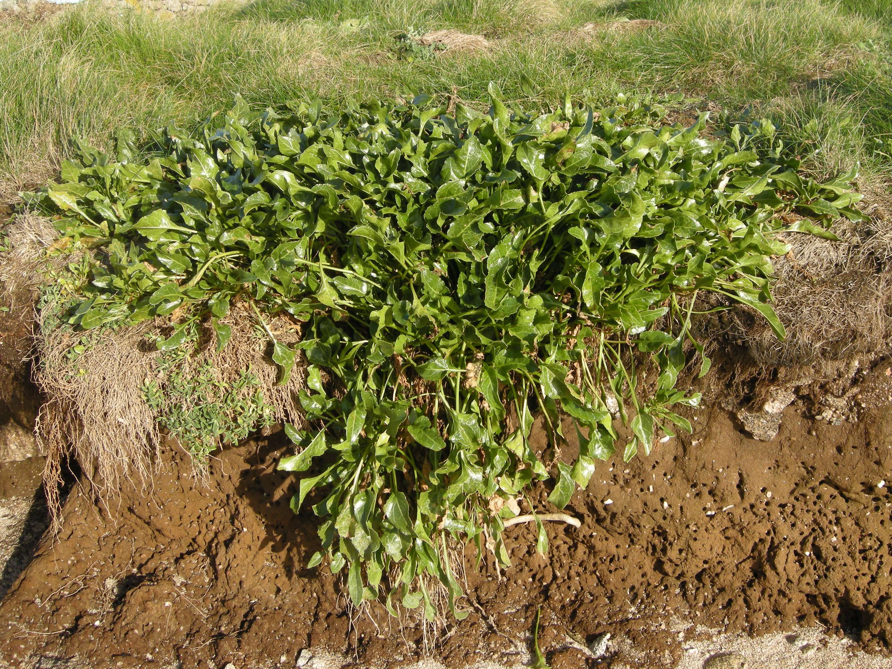 Afficher le média beta_maritima1bmd beta_maritima1bmd