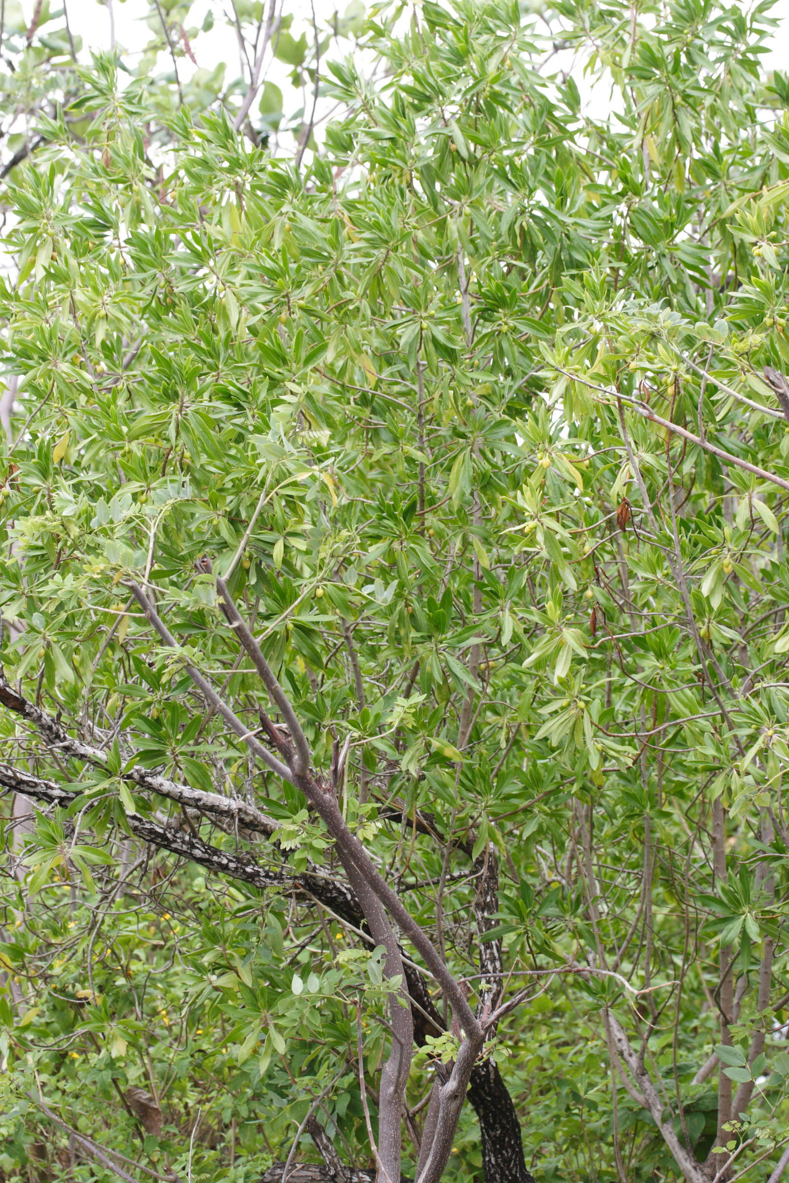 bontia_daphnoides1md