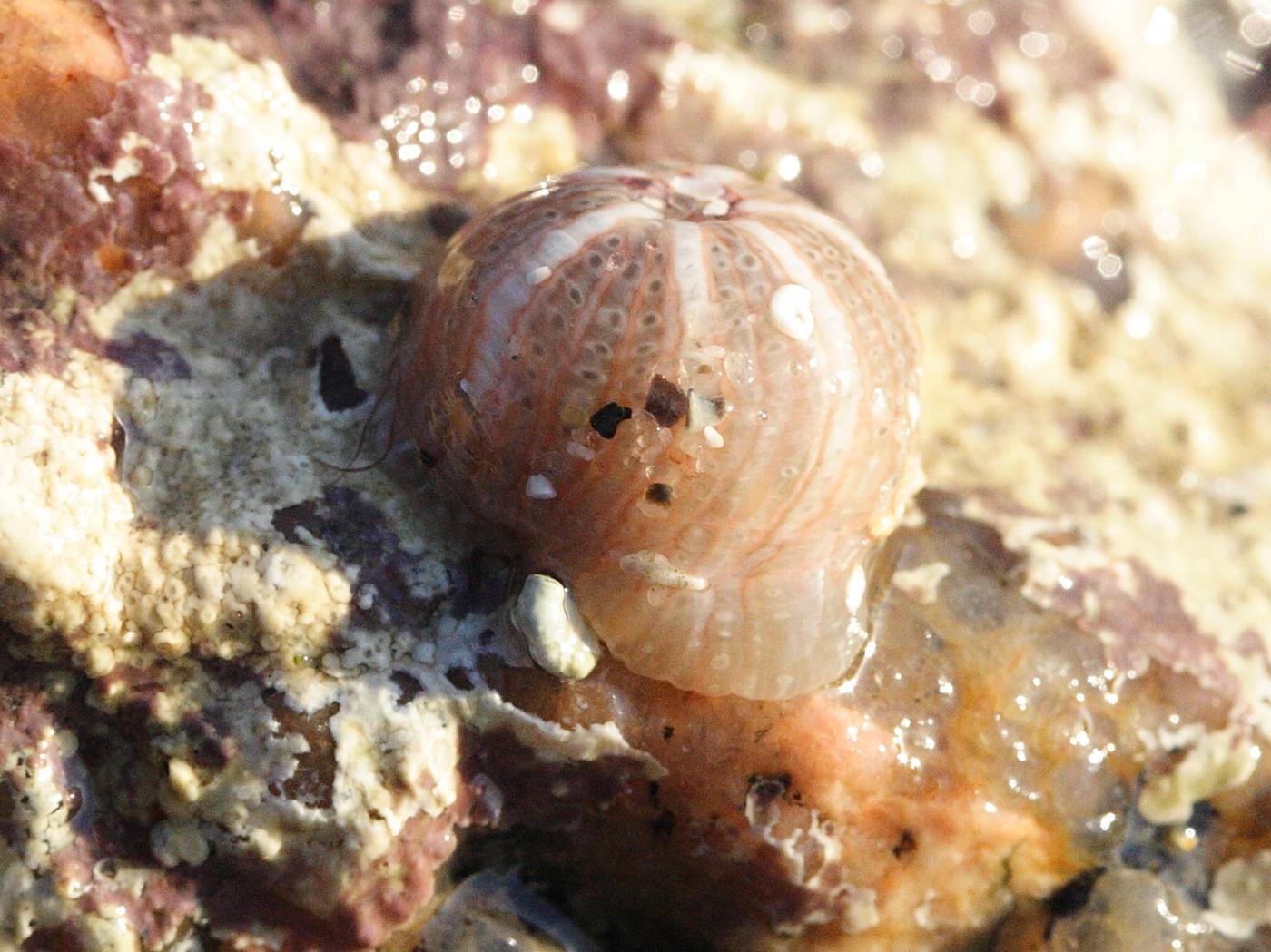 bunodactis_verrucosa2md