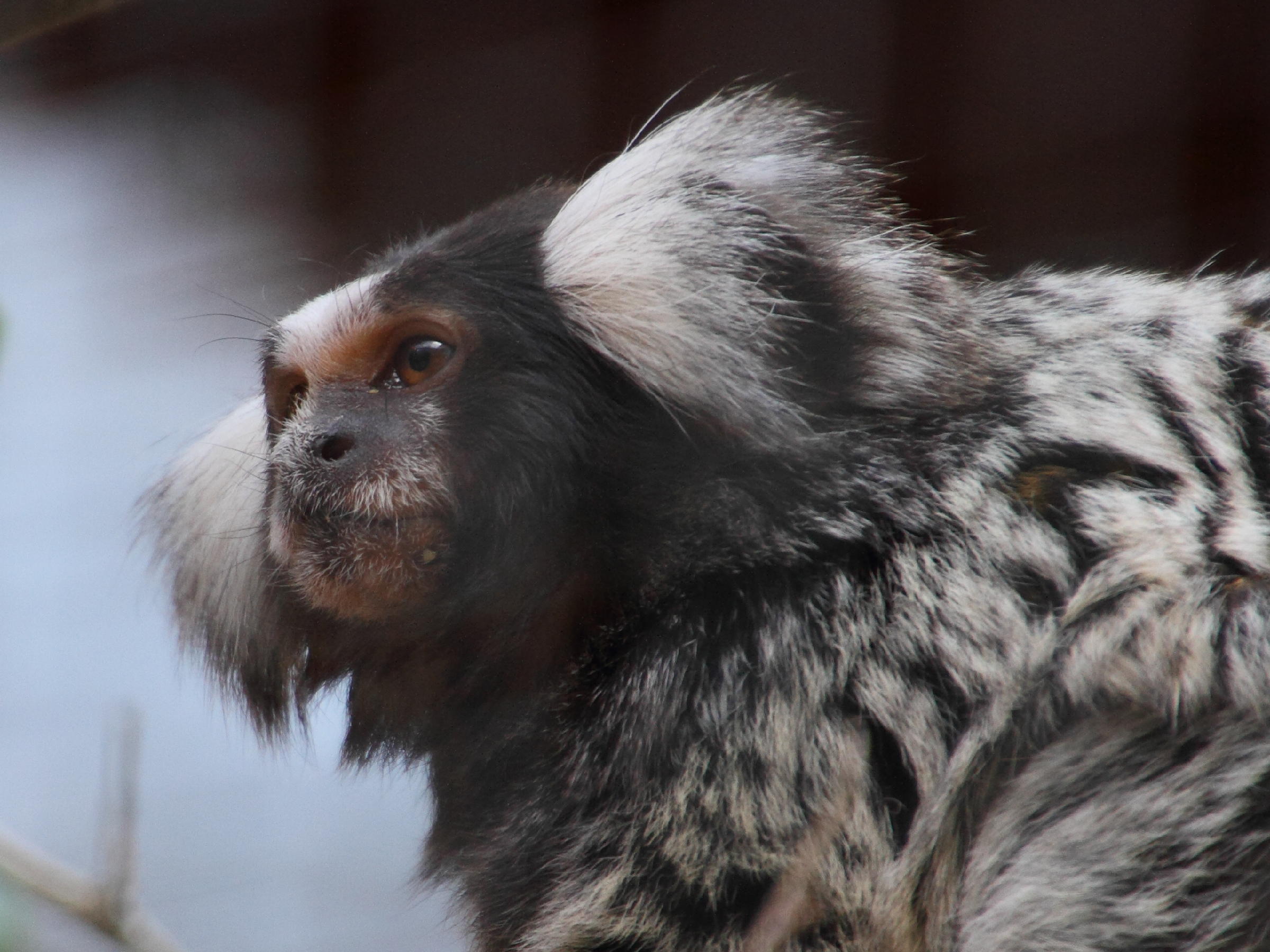 callithrix_jacchus4md