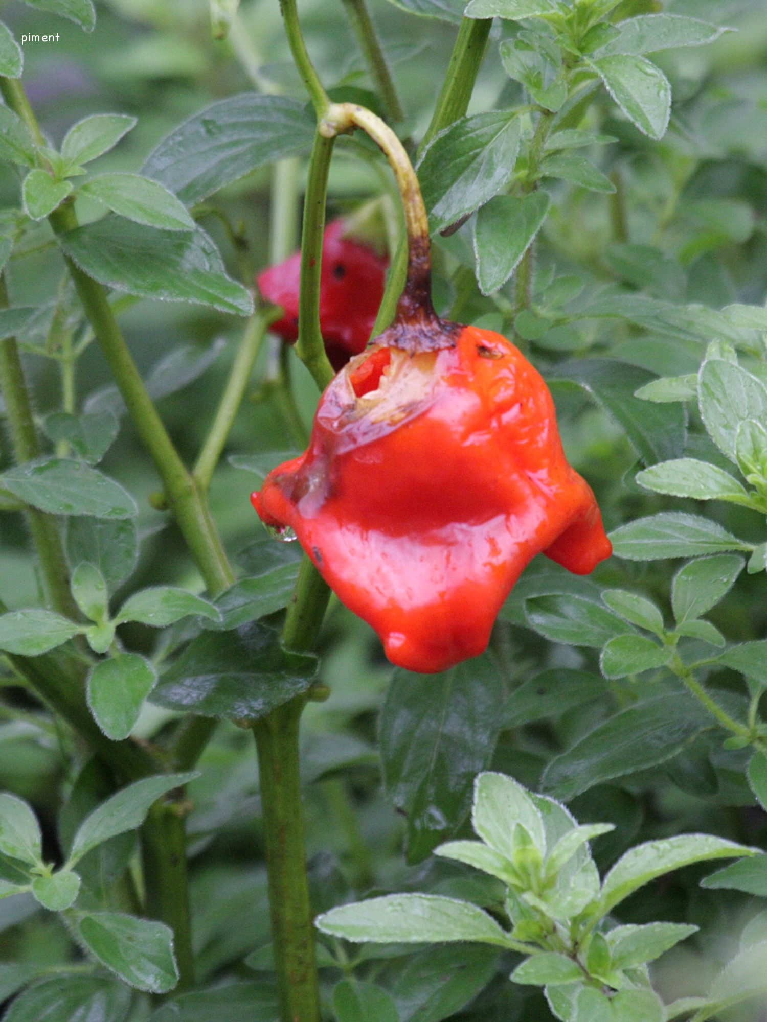 capsicum_annuum6bd