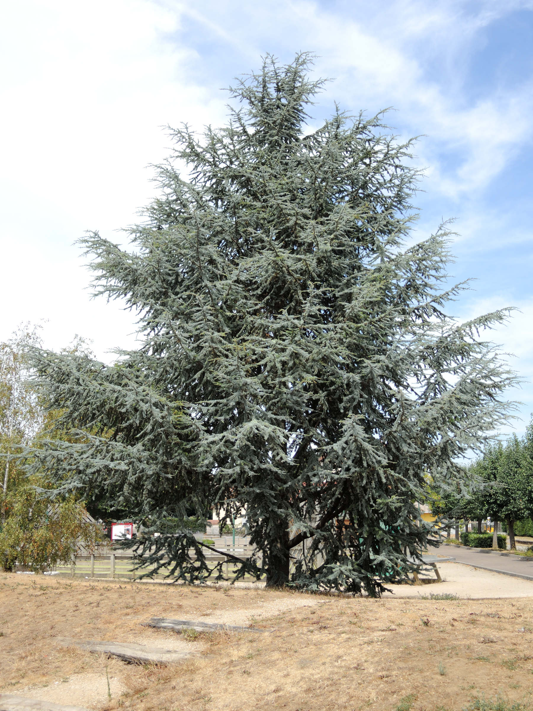 cedrus_atlantica1md