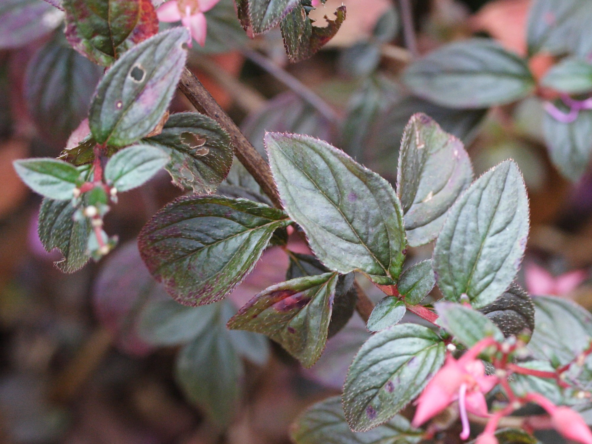 centradenia_floribunda2md
