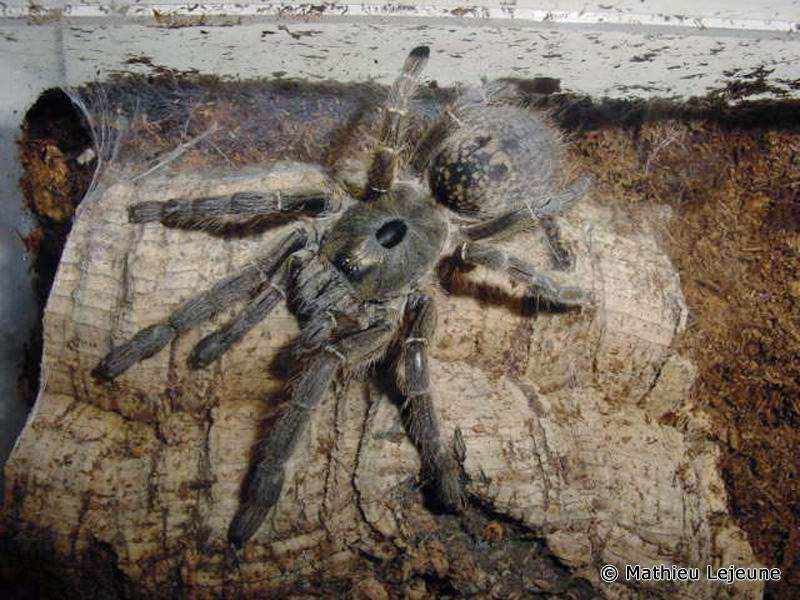 ceratogyrus_sanderi1ml