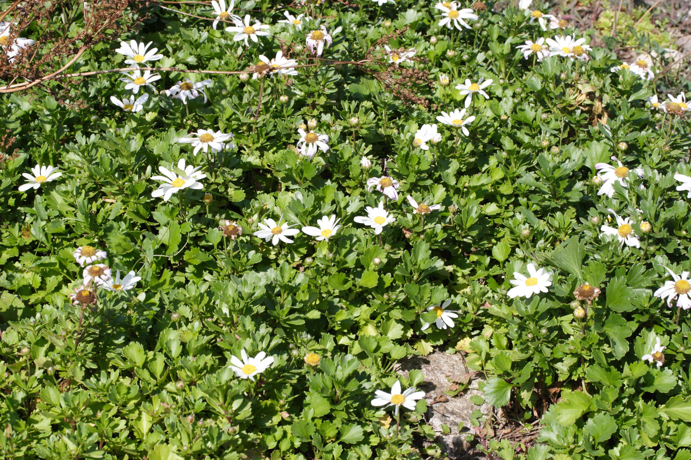 Afficher le média chrysanthemum_arcticum1md chrysanthemum_arcticum1md