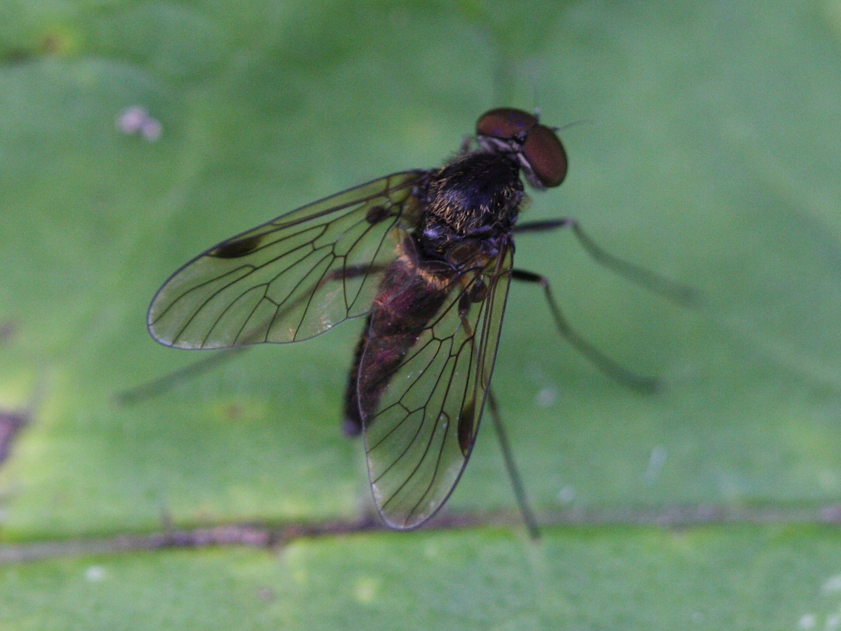 chrysopilus_cristatus1bd