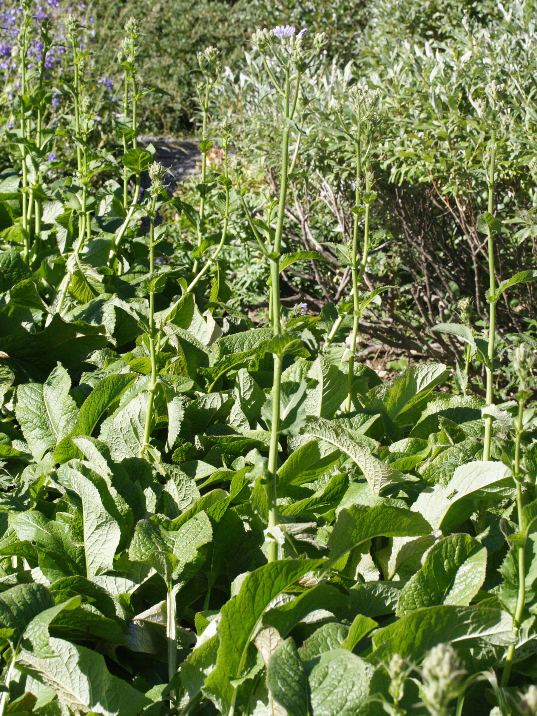 Afficher le média cicerbita_macrophylla1md cicerbita_macrophylla1md