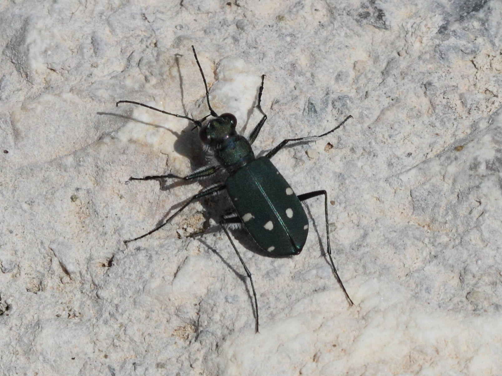 cicindela_campestris_suffriani1bd