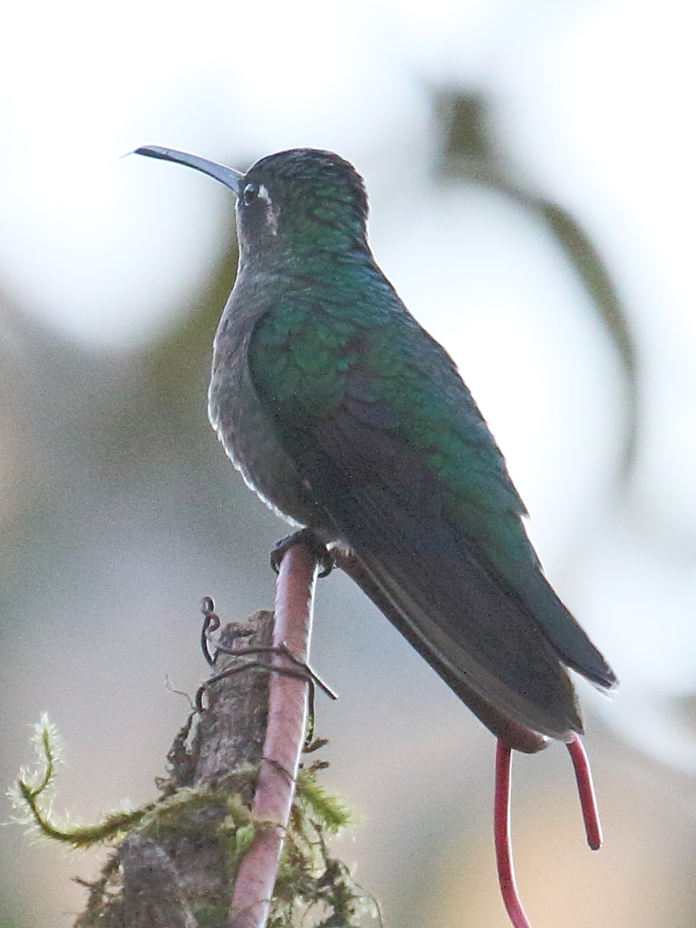 colibri_de_talamanca_-_eugenes_spectabilis4bd