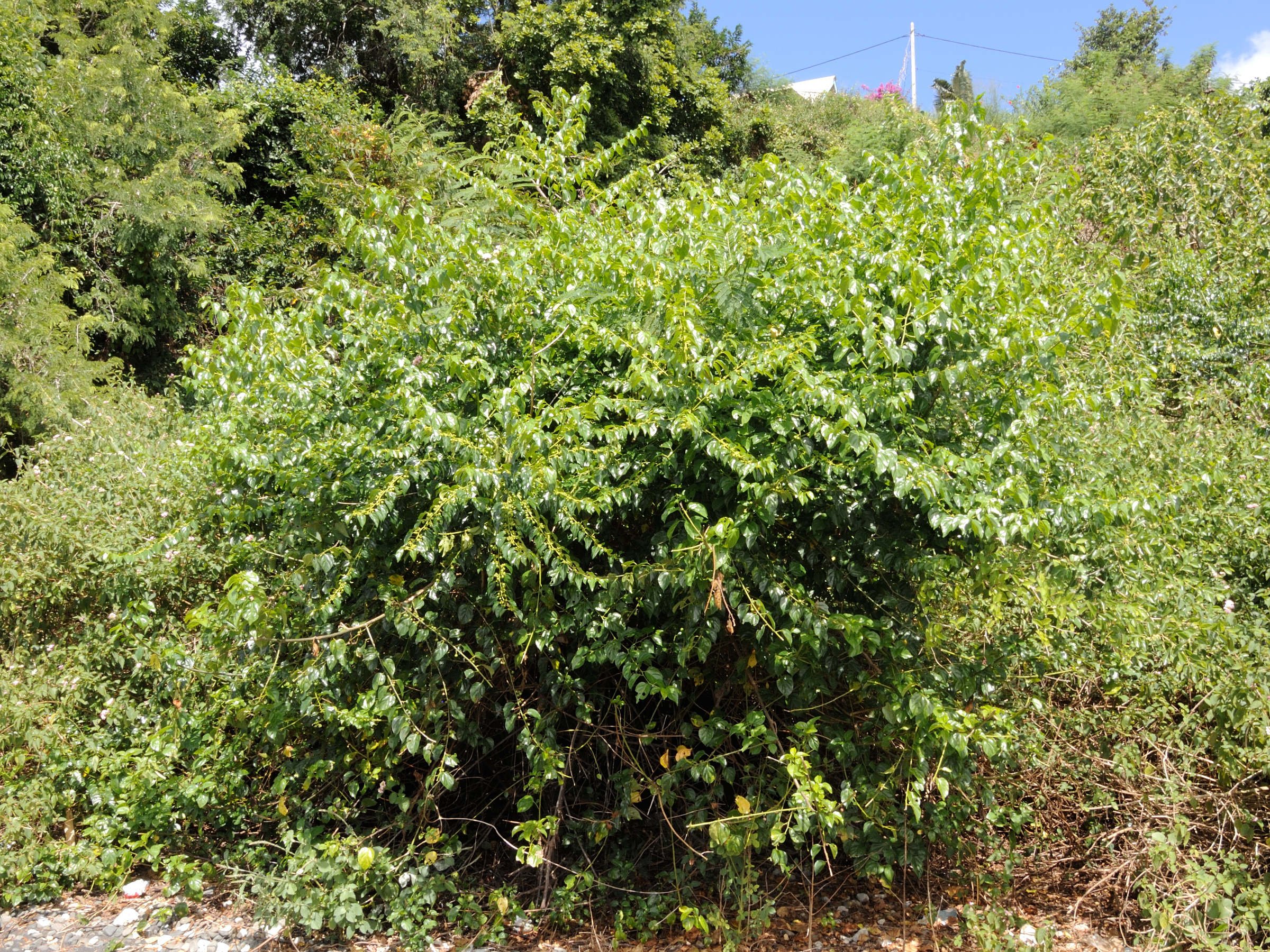 colubrina_asiatica2md