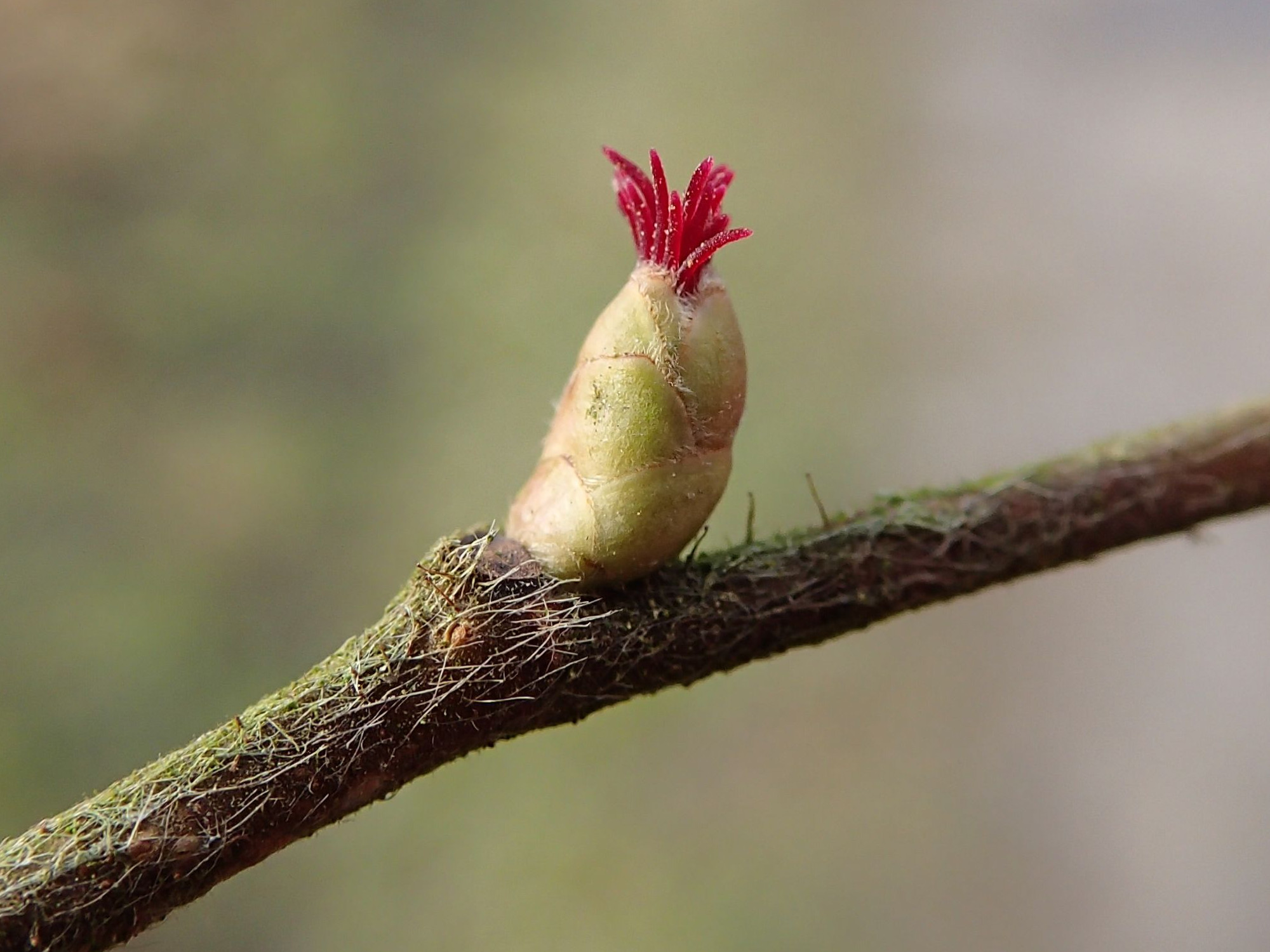 Afficher le média corylus_avellana4dmd corylus_avellana4dmd