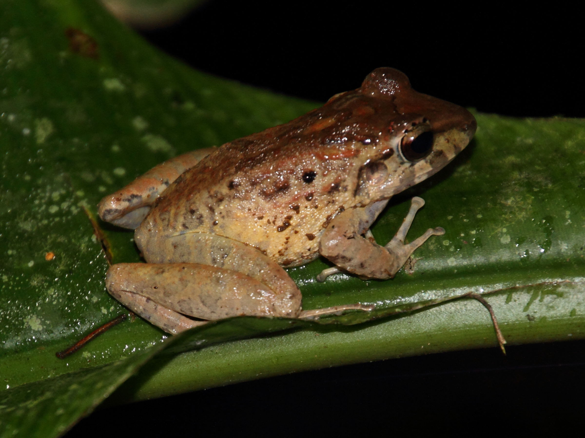 craugastor_fitzingeri1md