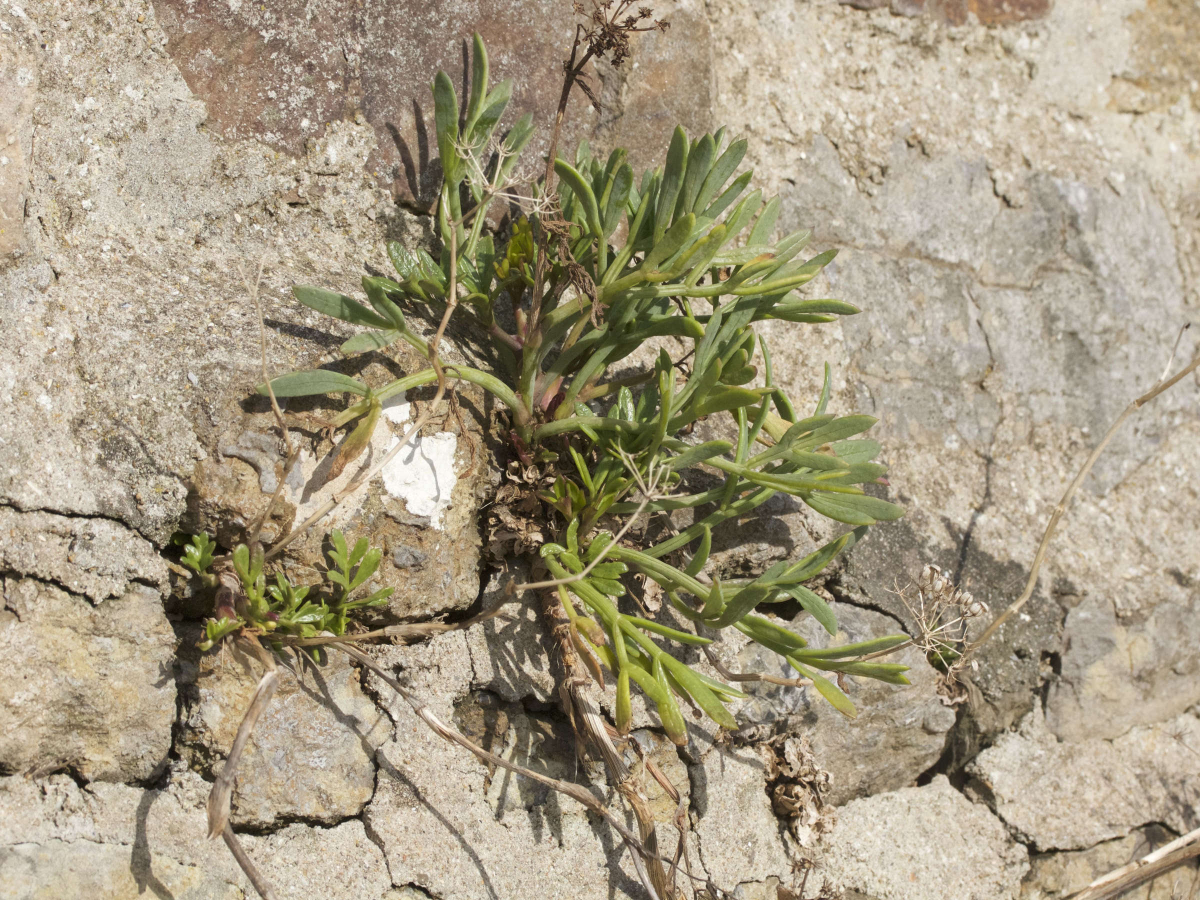 crithmum_maritimum9md