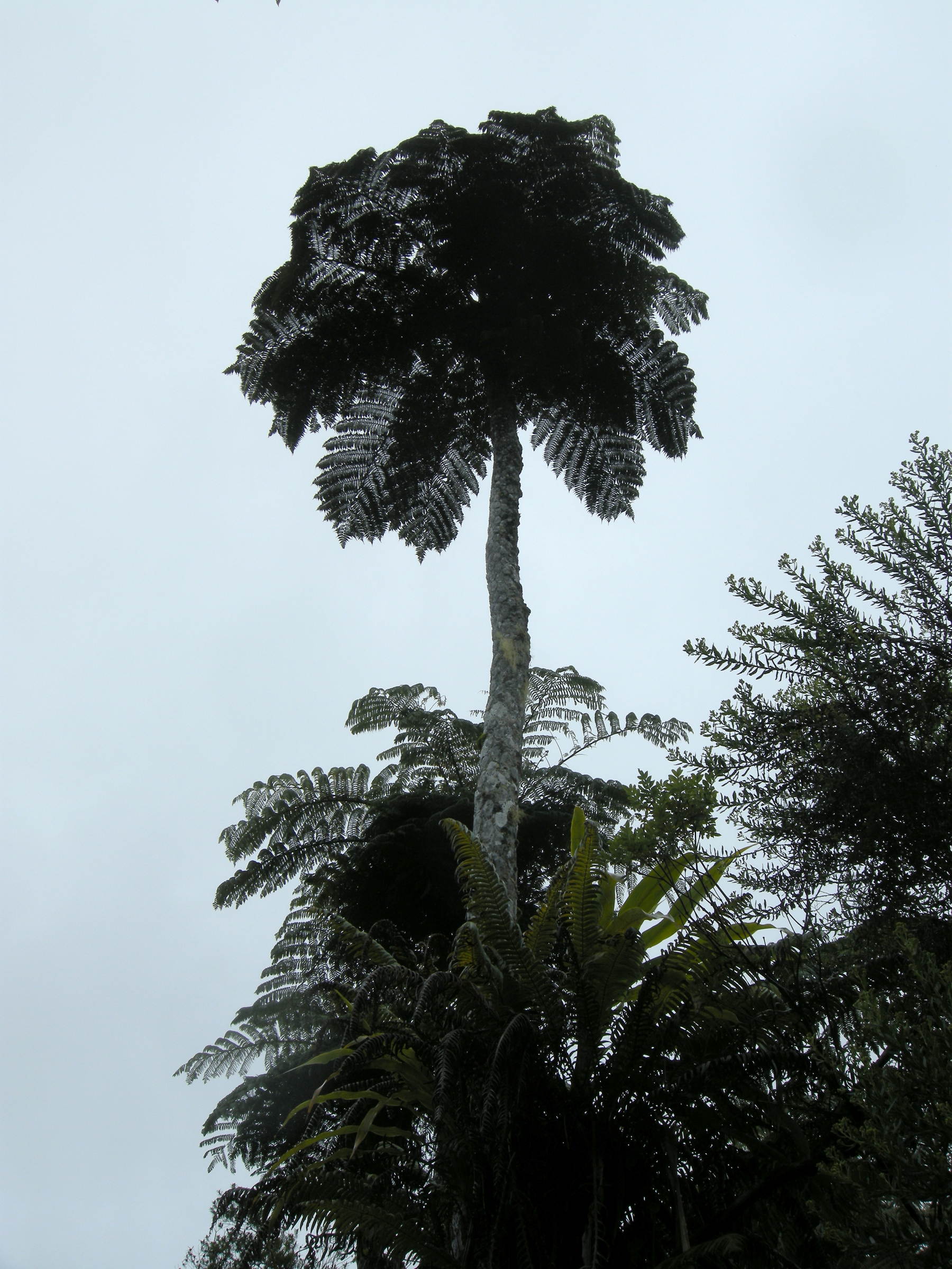 Cyathaea_excelsa