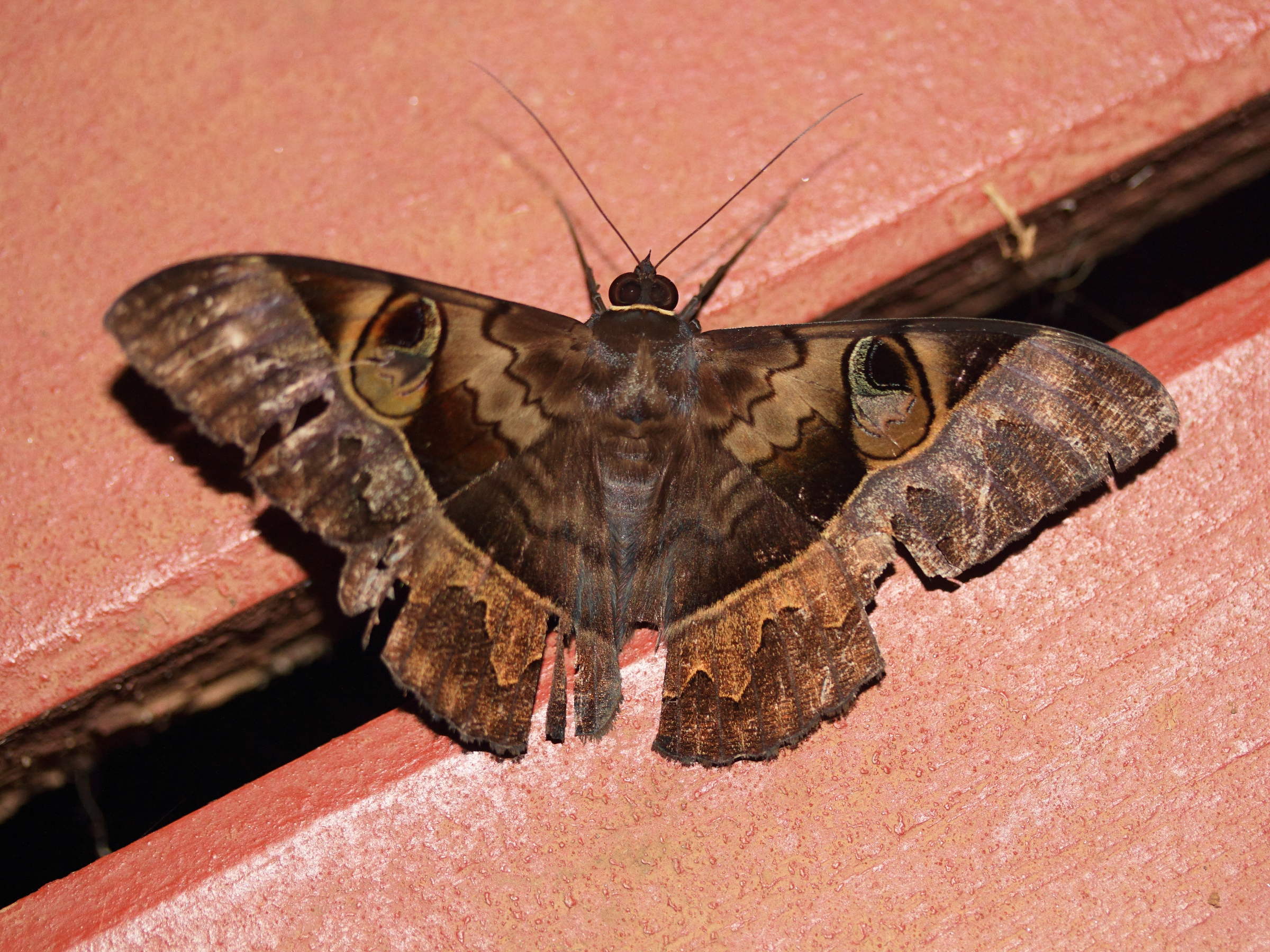 cyligramma_fluctuosa1md