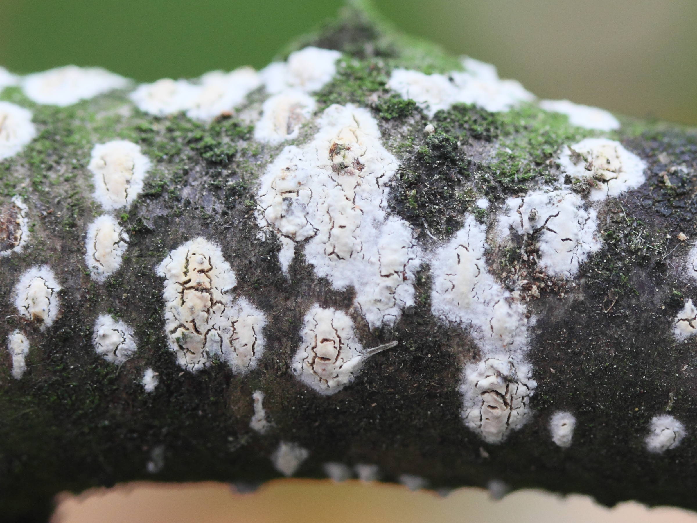 cylindrobasidium_laeve3mdjpg