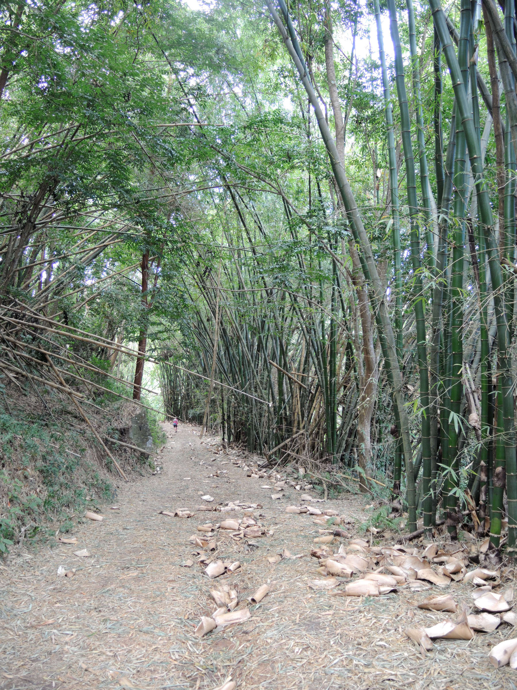 dendrocalamus_giganteus5md