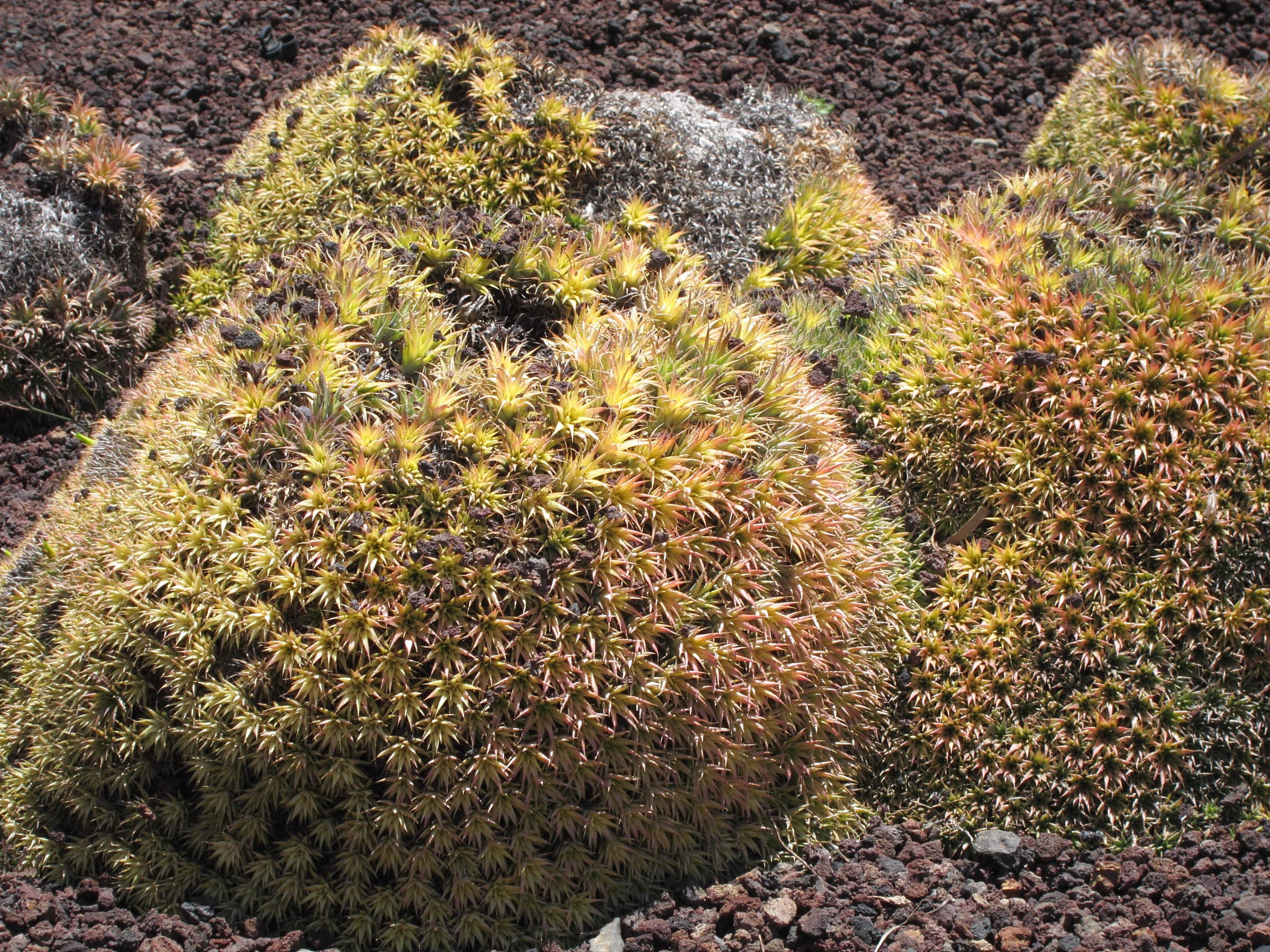 deuterocohnia_brevifolia1bd