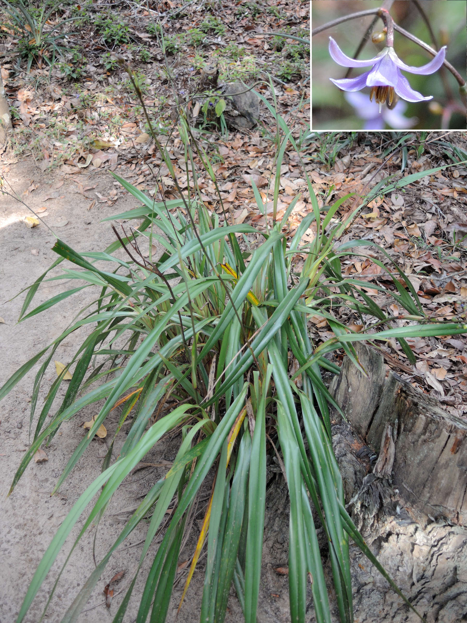 dianella_ensifolia4md