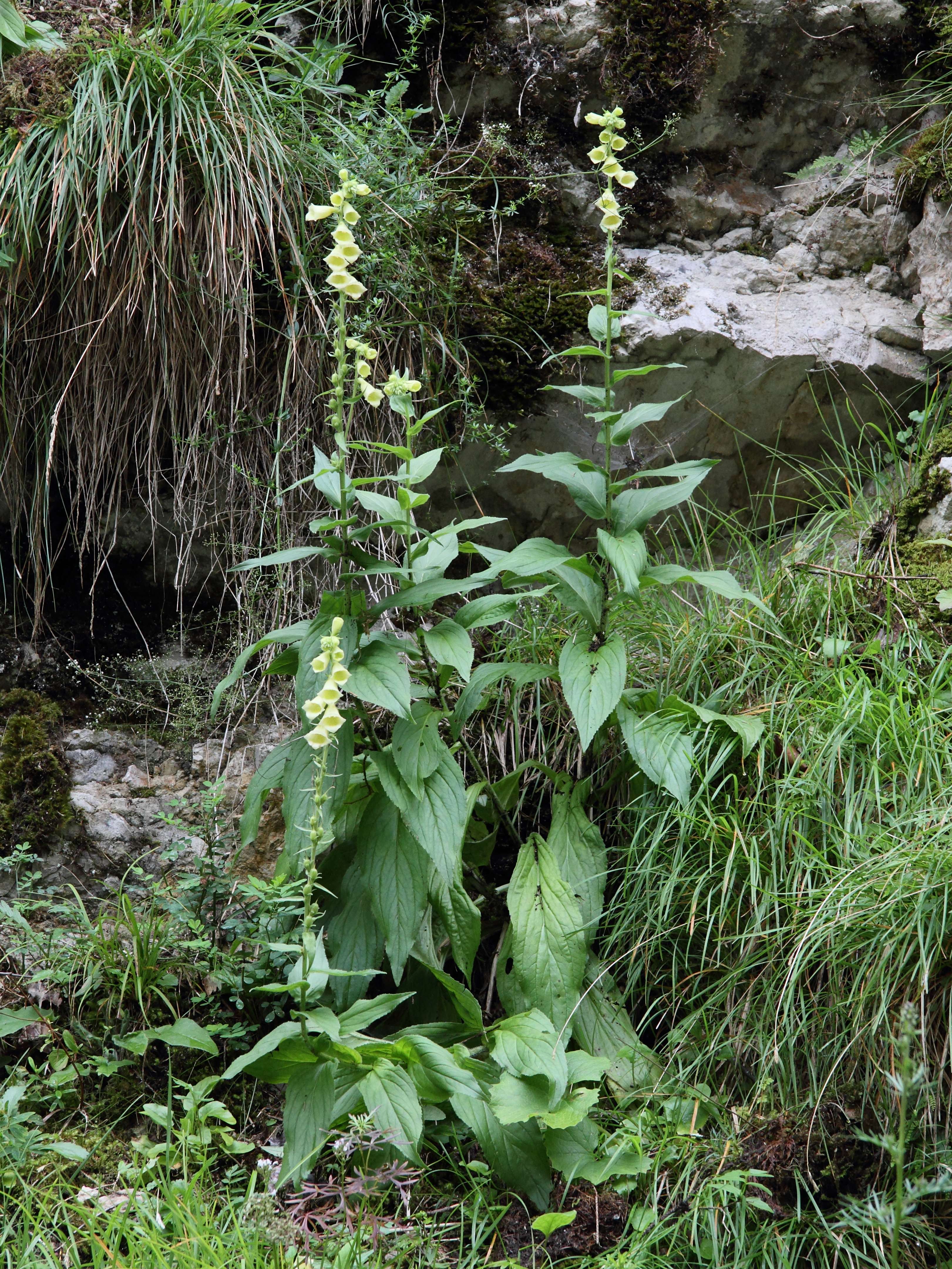 Afficher le média digitalis_grandiflora1bd digitalis_grandiflora1bd