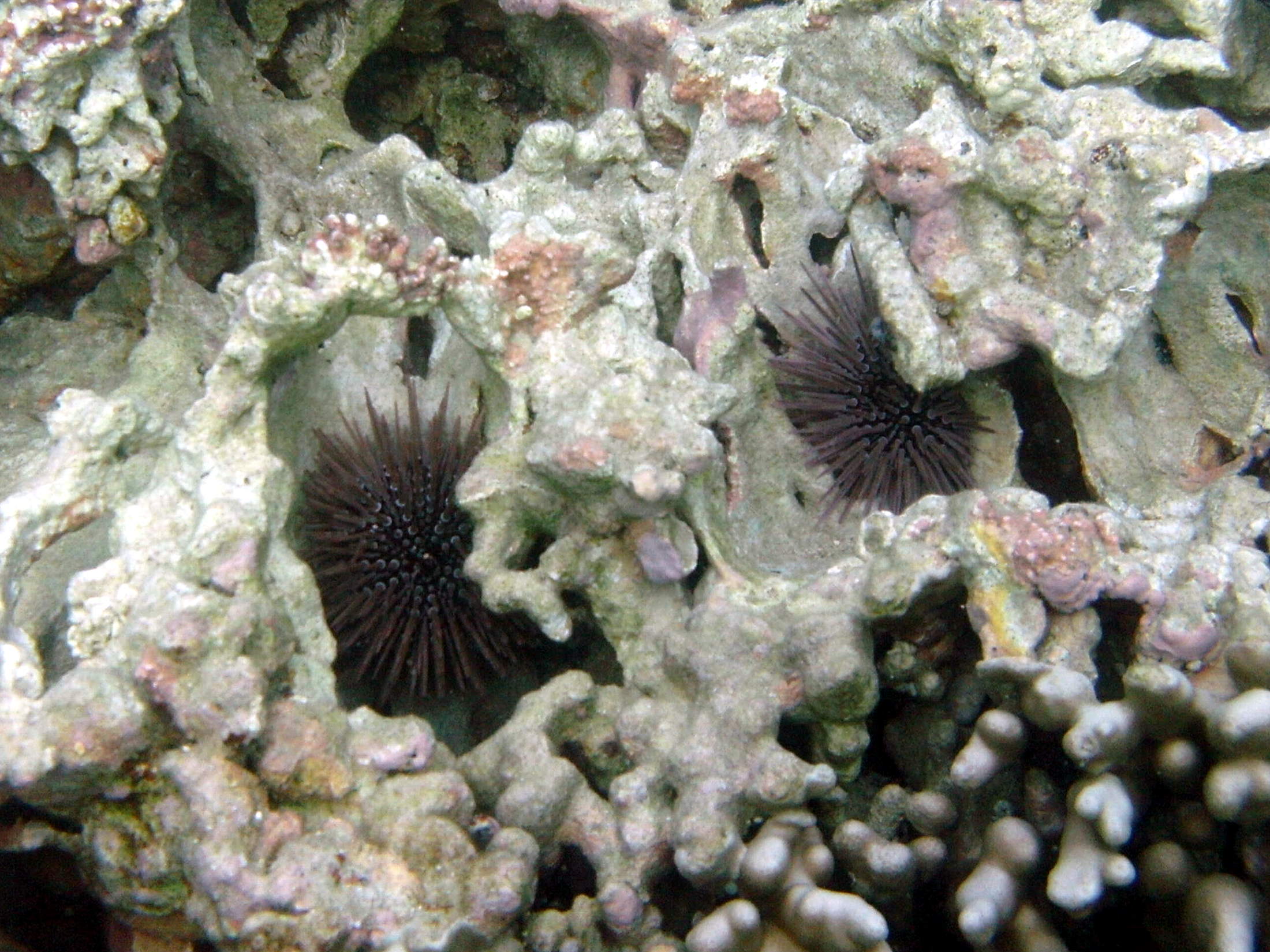 echinometra_mathaei2bd