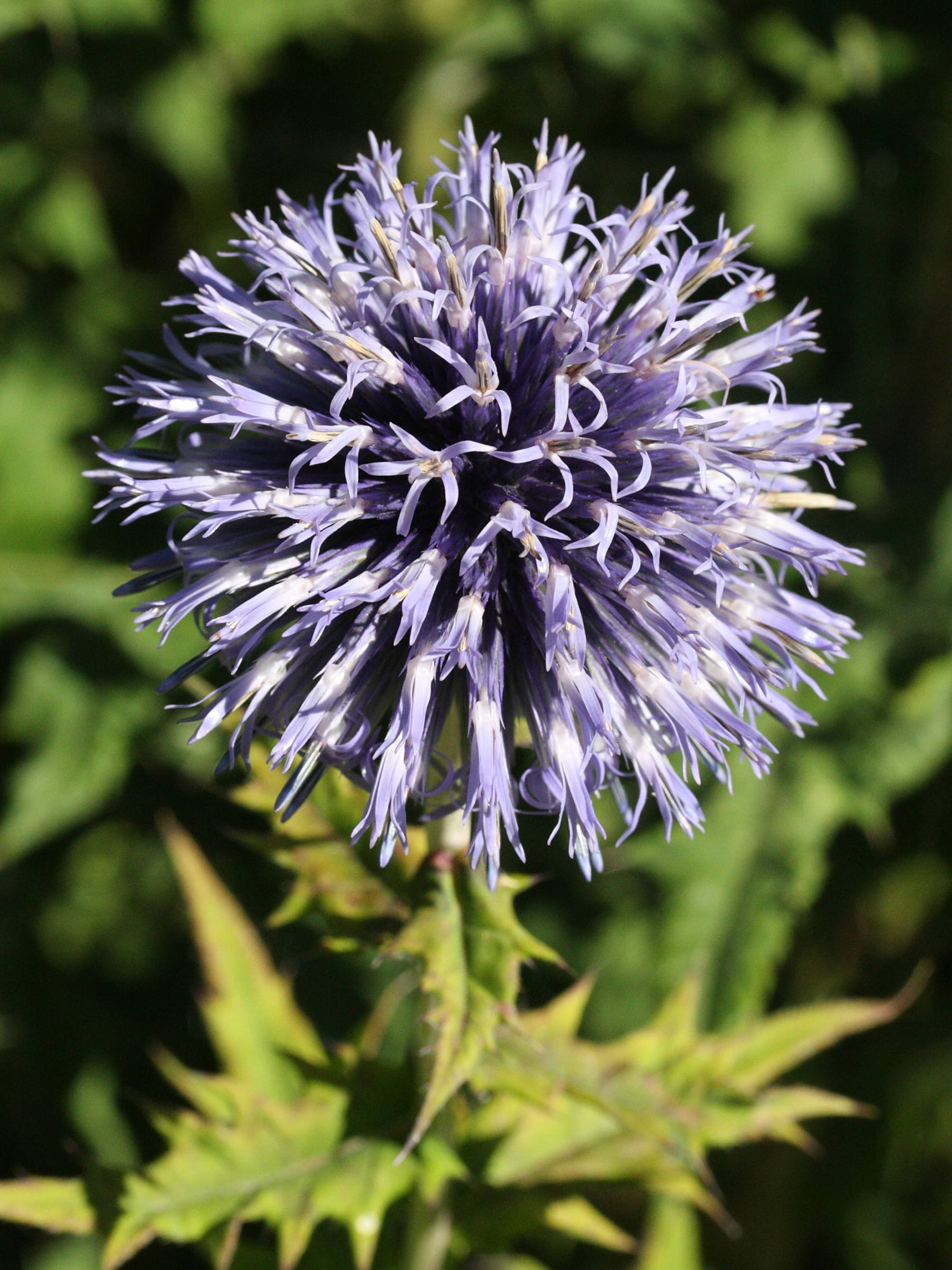 Afficher le média echinops_exaltatus2md echinops_exaltatus2md