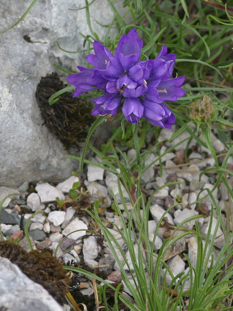 Afficher le média edraianthus_tenuifolius2md edraianthus_tenuifolius2md
