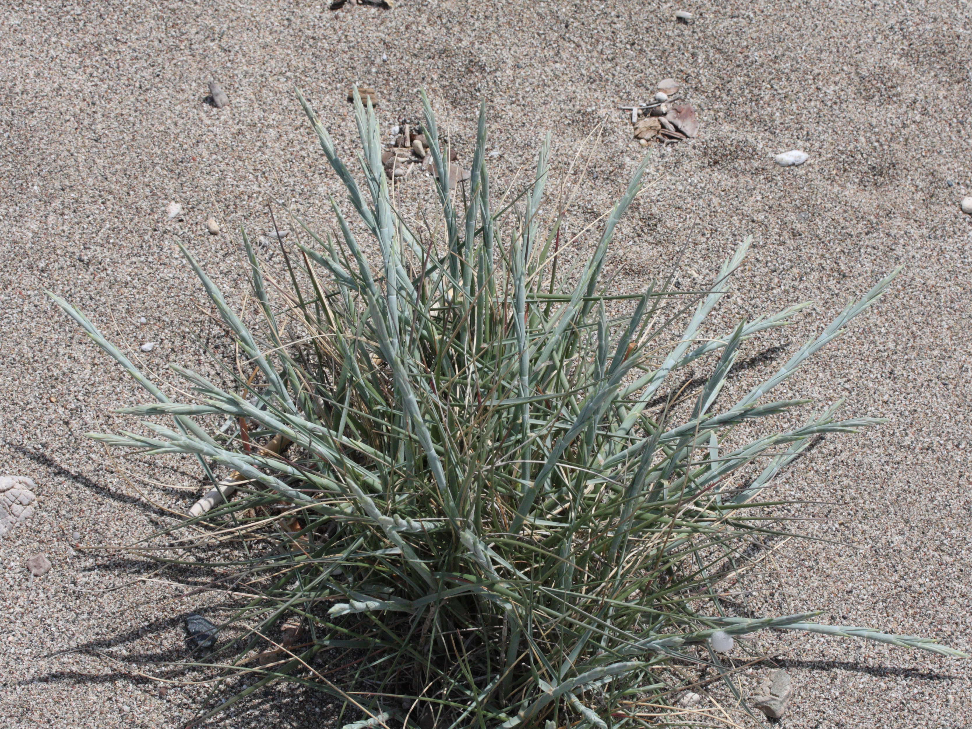 Elytrigia_juncea ssp. juncea