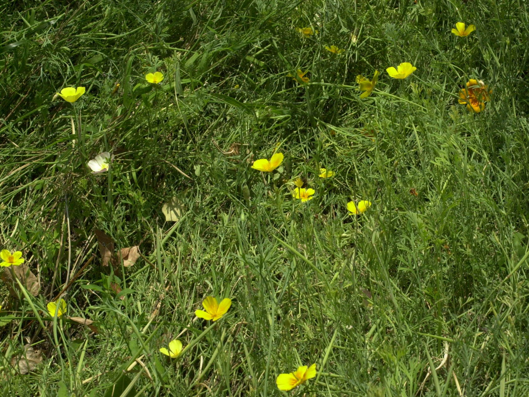 eschscholtzia_californica1amd