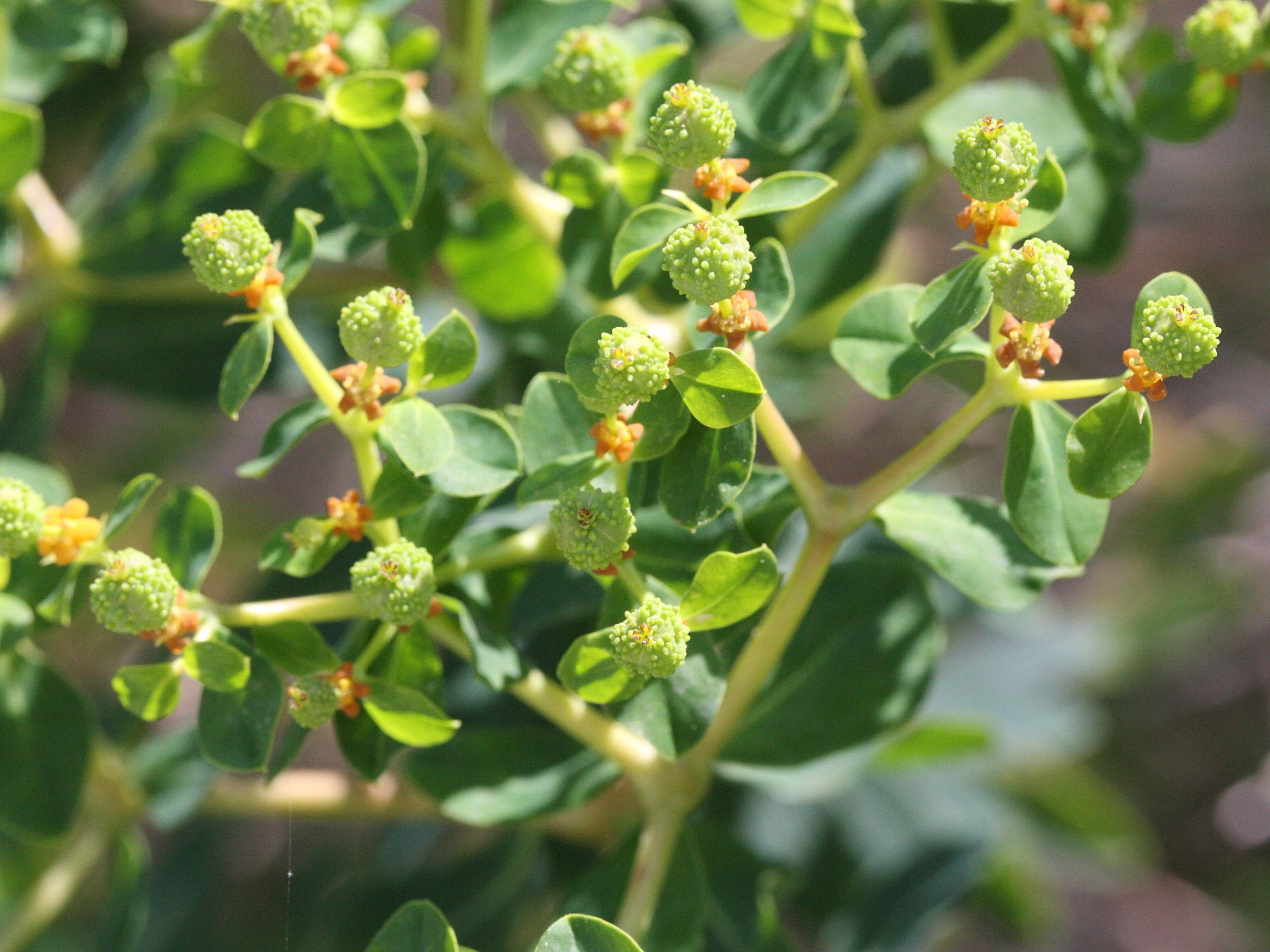 euphorbia_acanthothamnos3md