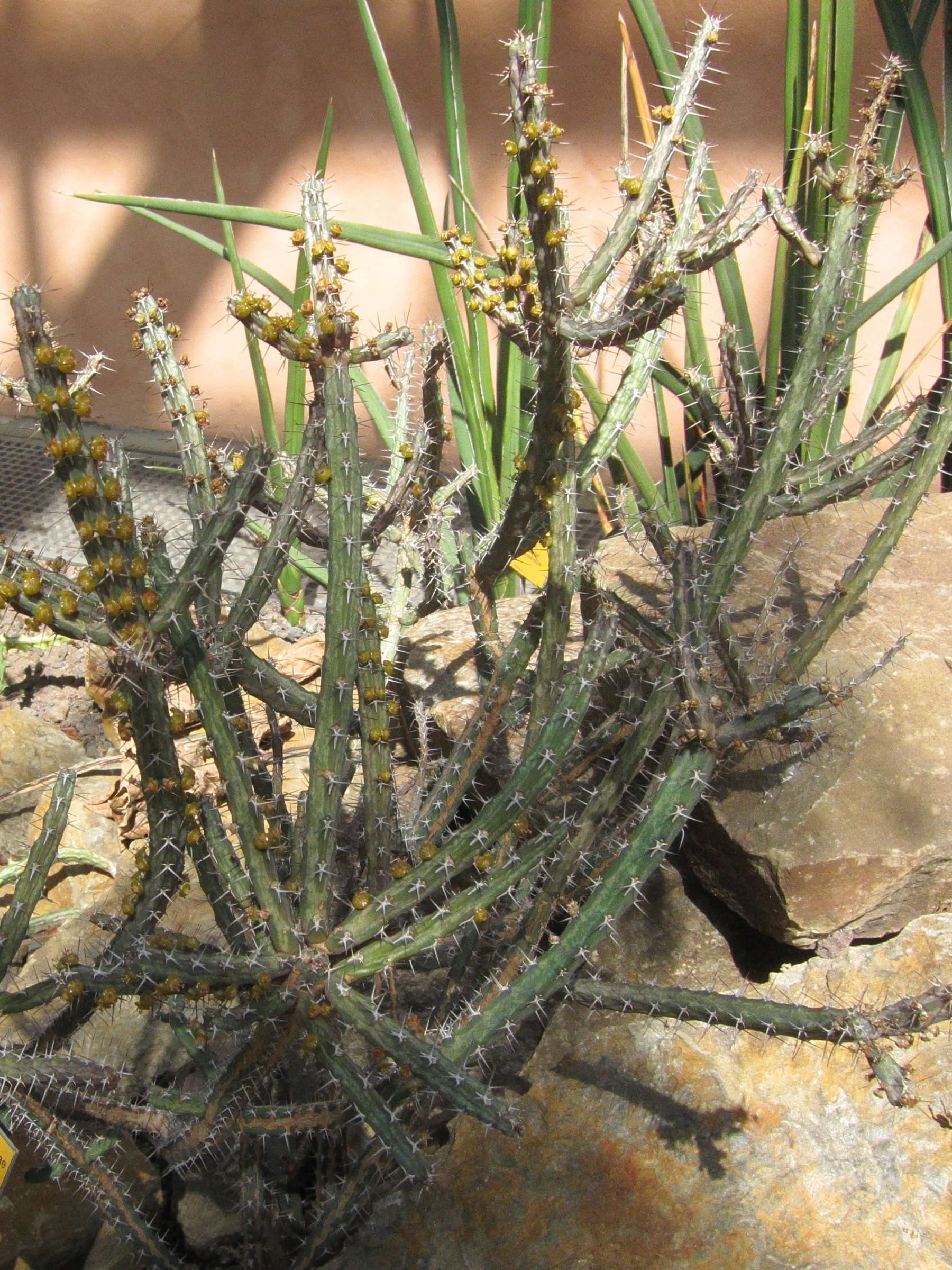 Afficher le média euphorbia_eyassiana1bd euphorbia_eyassiana1bd