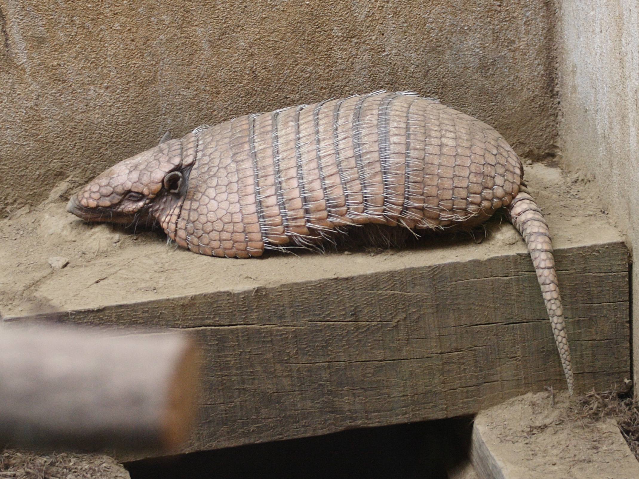 euphractus_sexcinctus2md