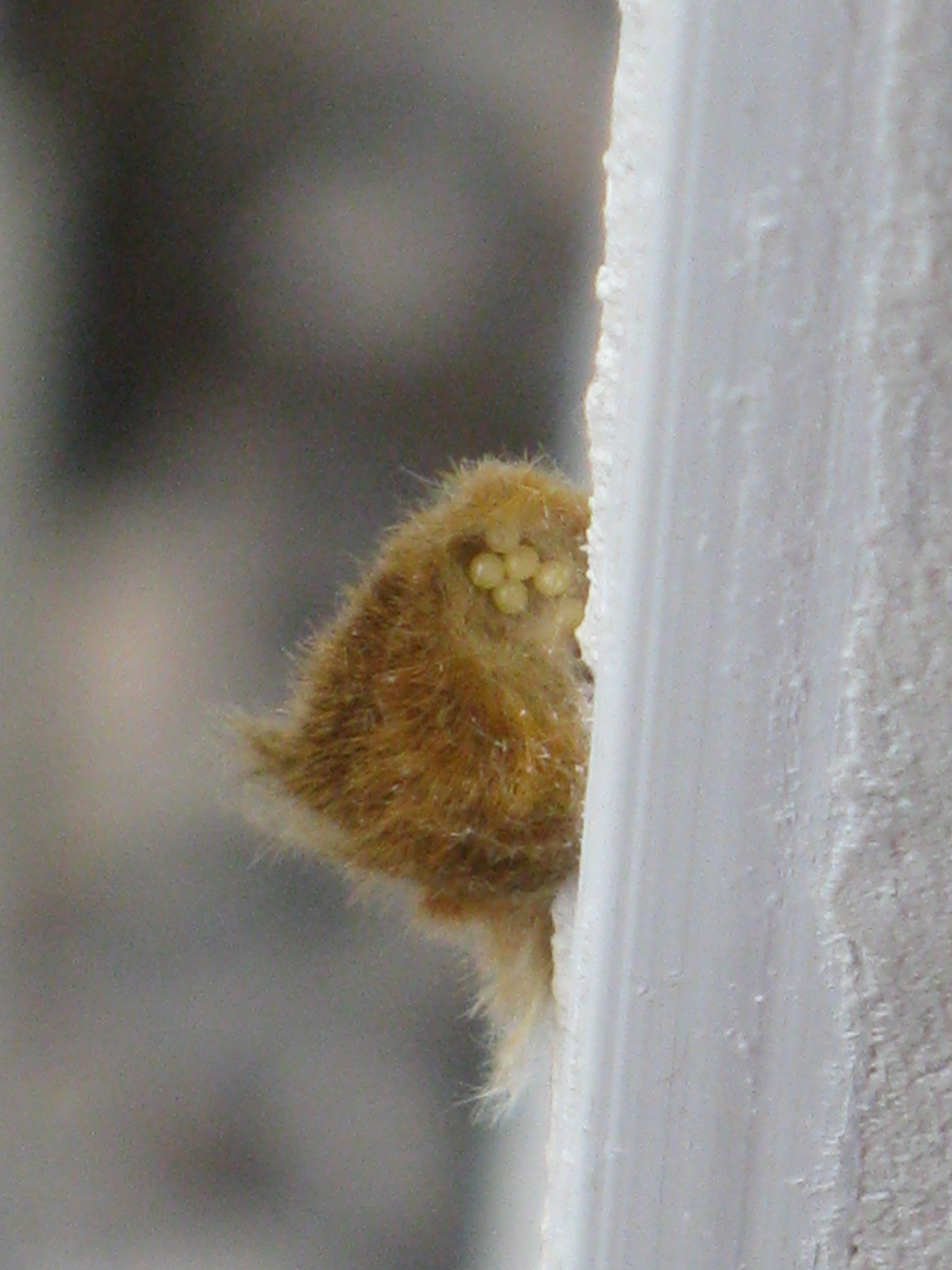 euproctis_chrysorrhea_ponte3mv