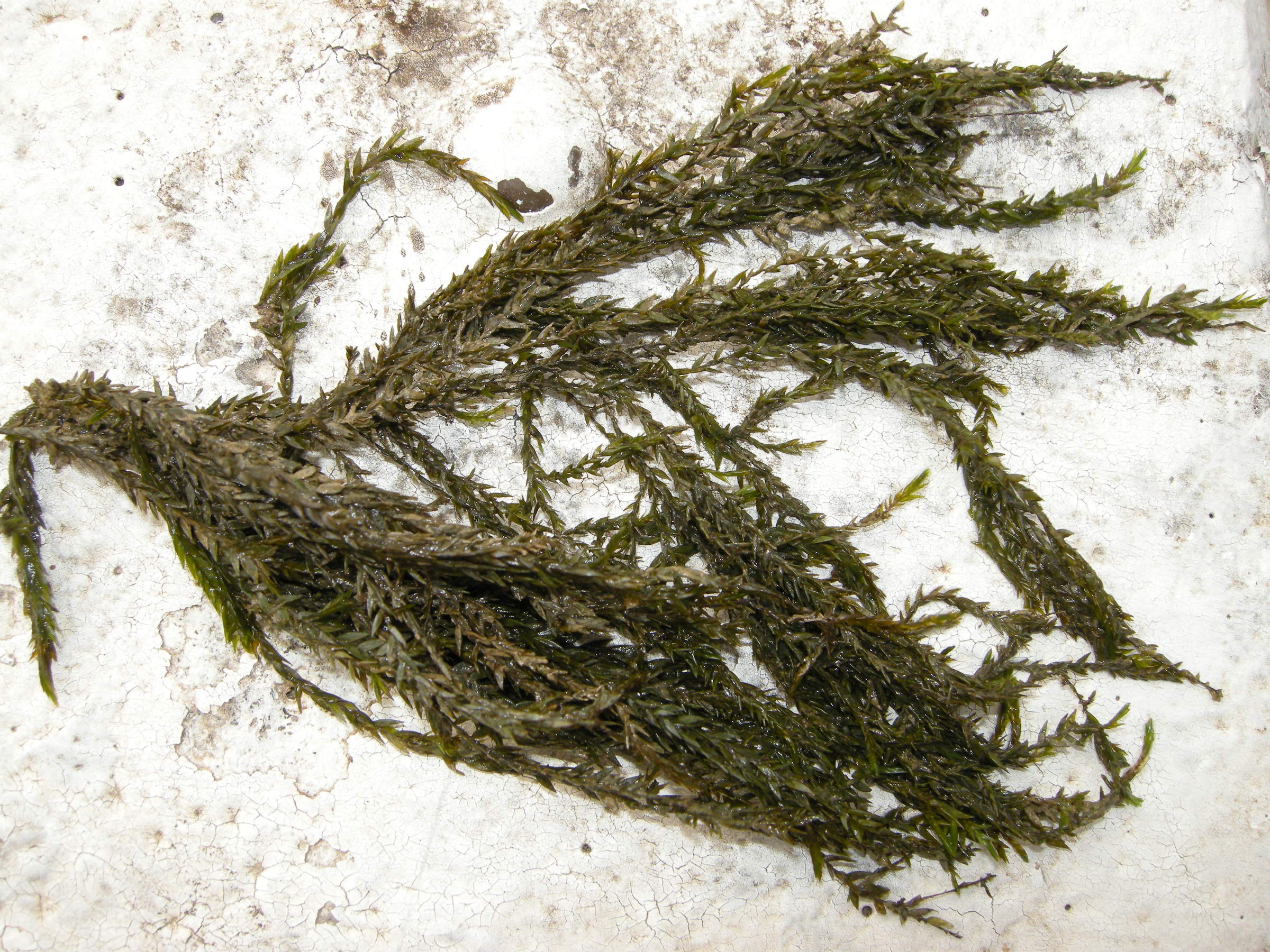 fontinalis_antipyretica3md