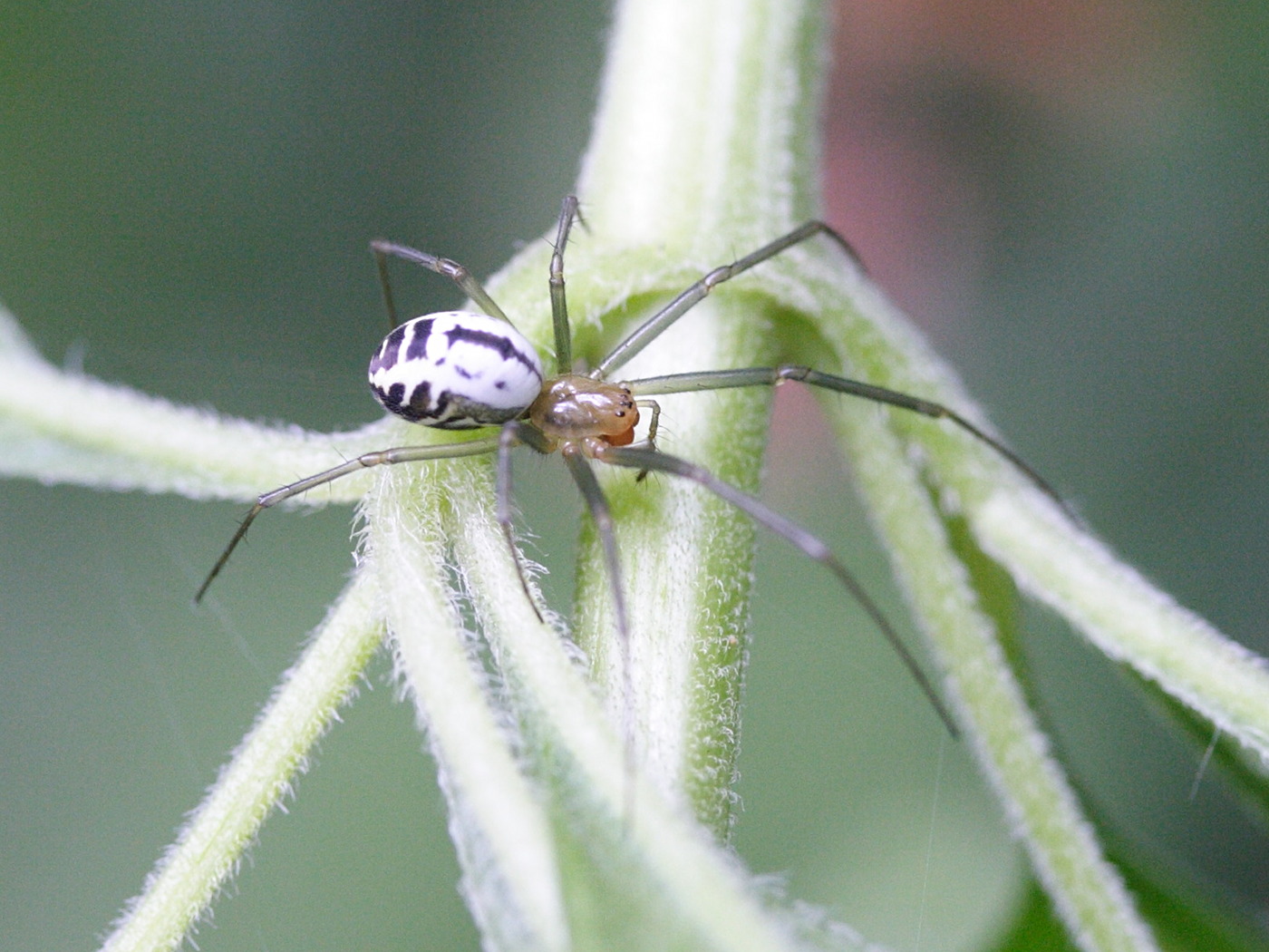 frontinellina_frutetorum3md