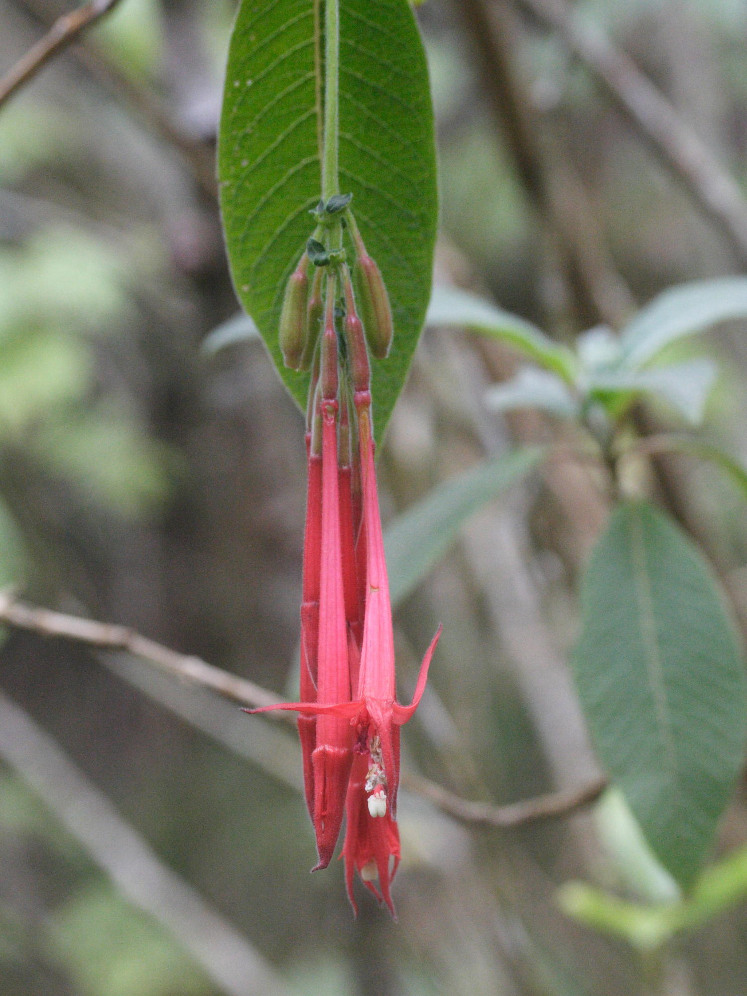 Afficher le média fuchsia_boliviana3md fuchsia_boliviana3md