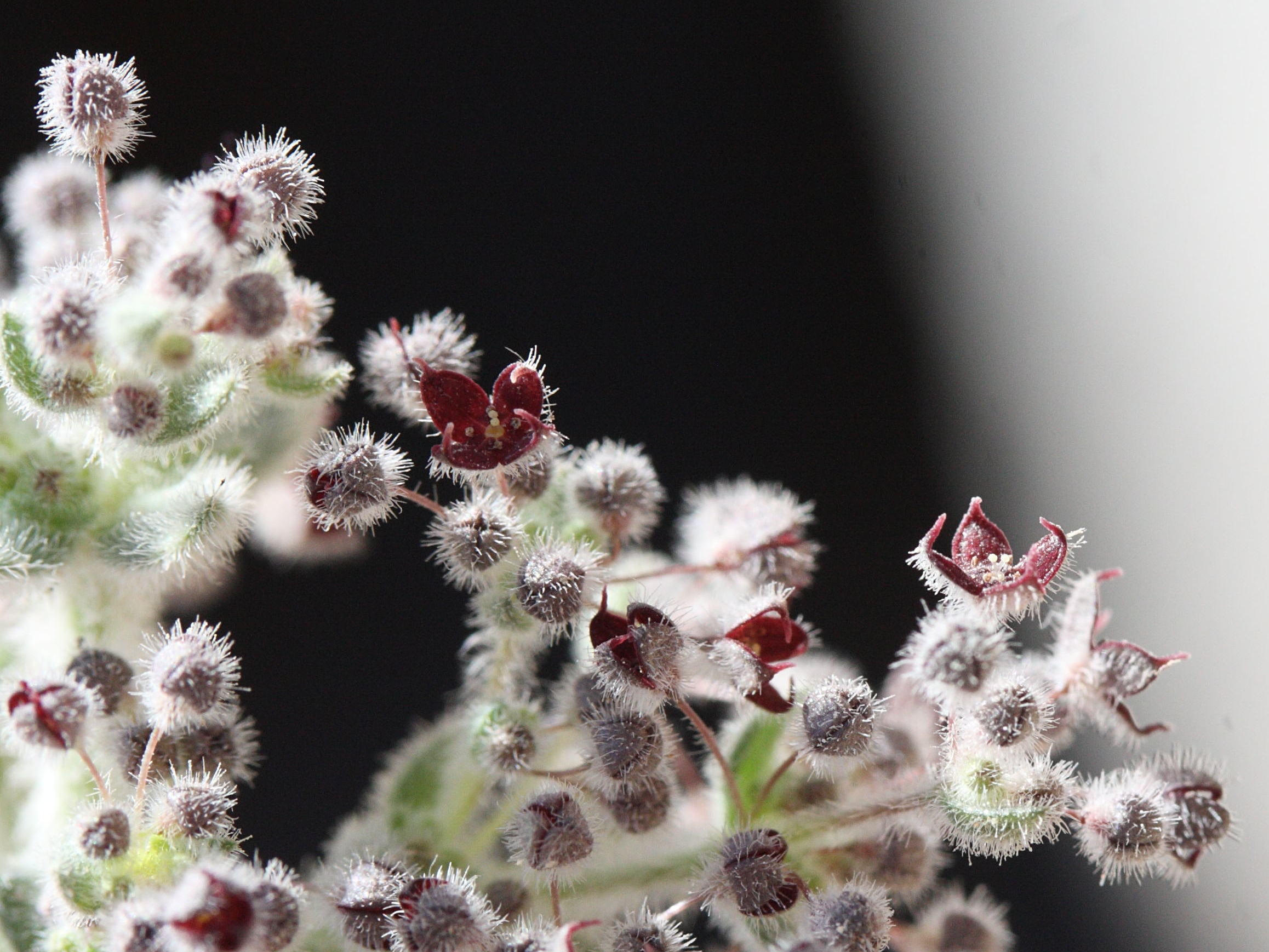 galium_canum_ovatum3md