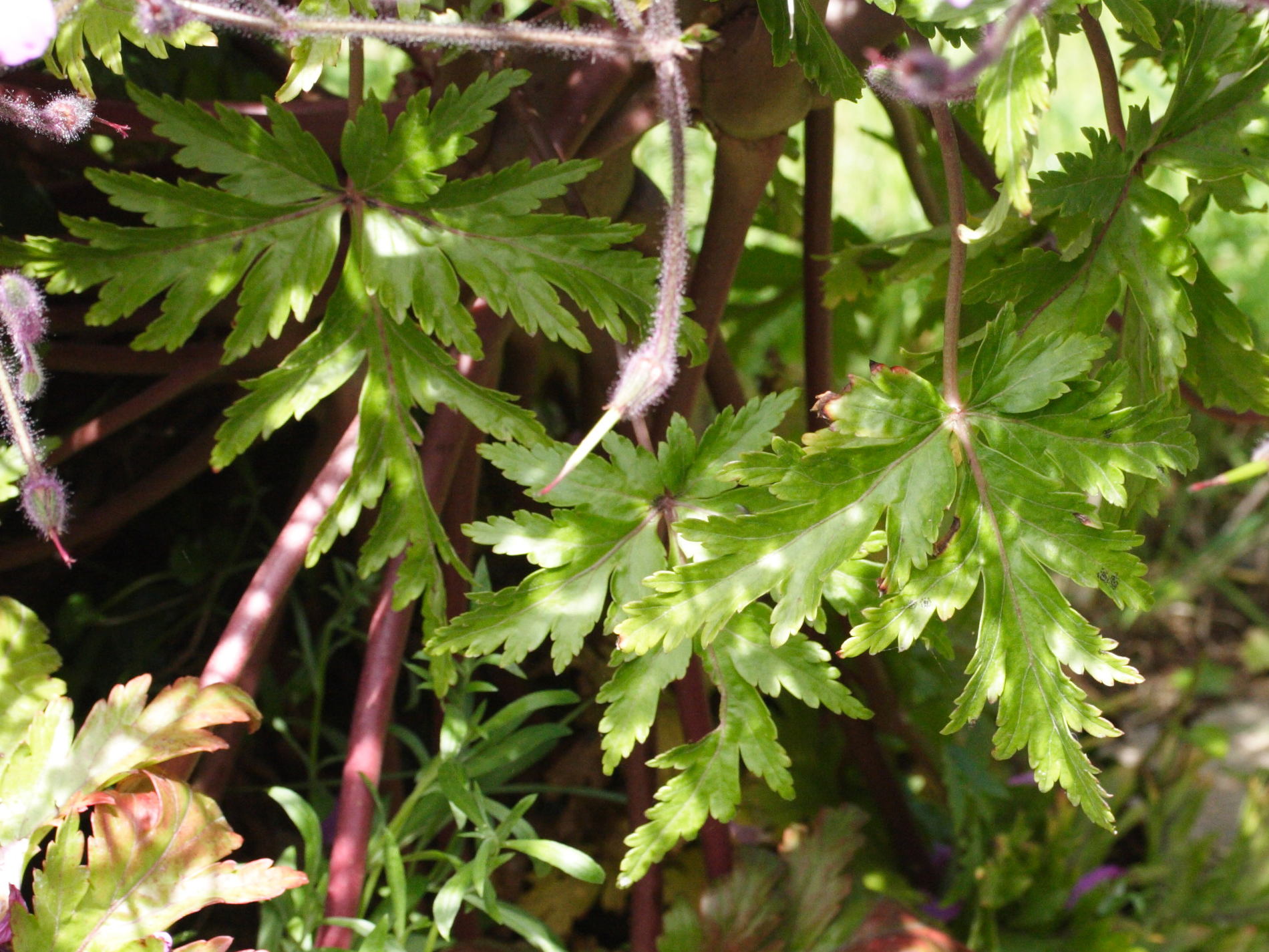 geranium_maderense2md