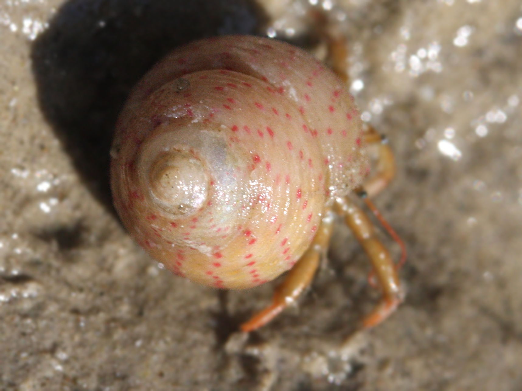 gibbula_rarilineata3md