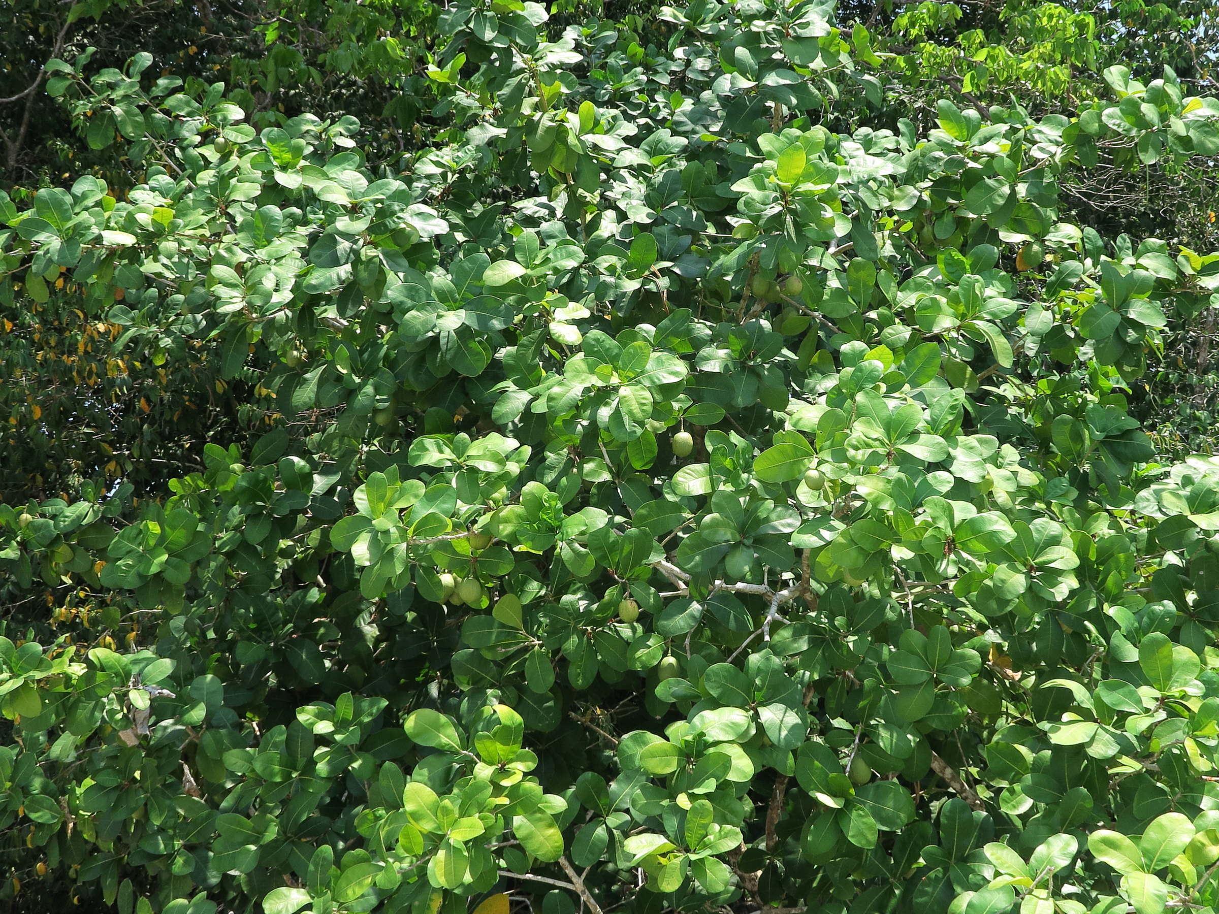 hippomane_mancinella6md