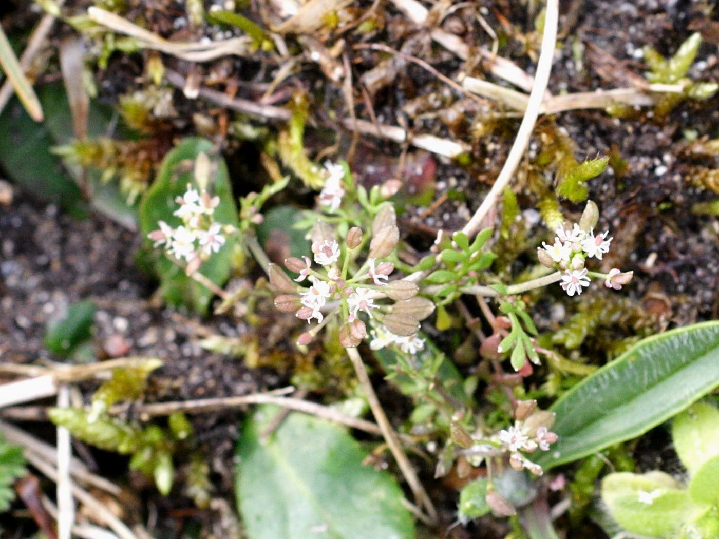 Afficher le média hornungia_petraea1md hornungia_petraea1md