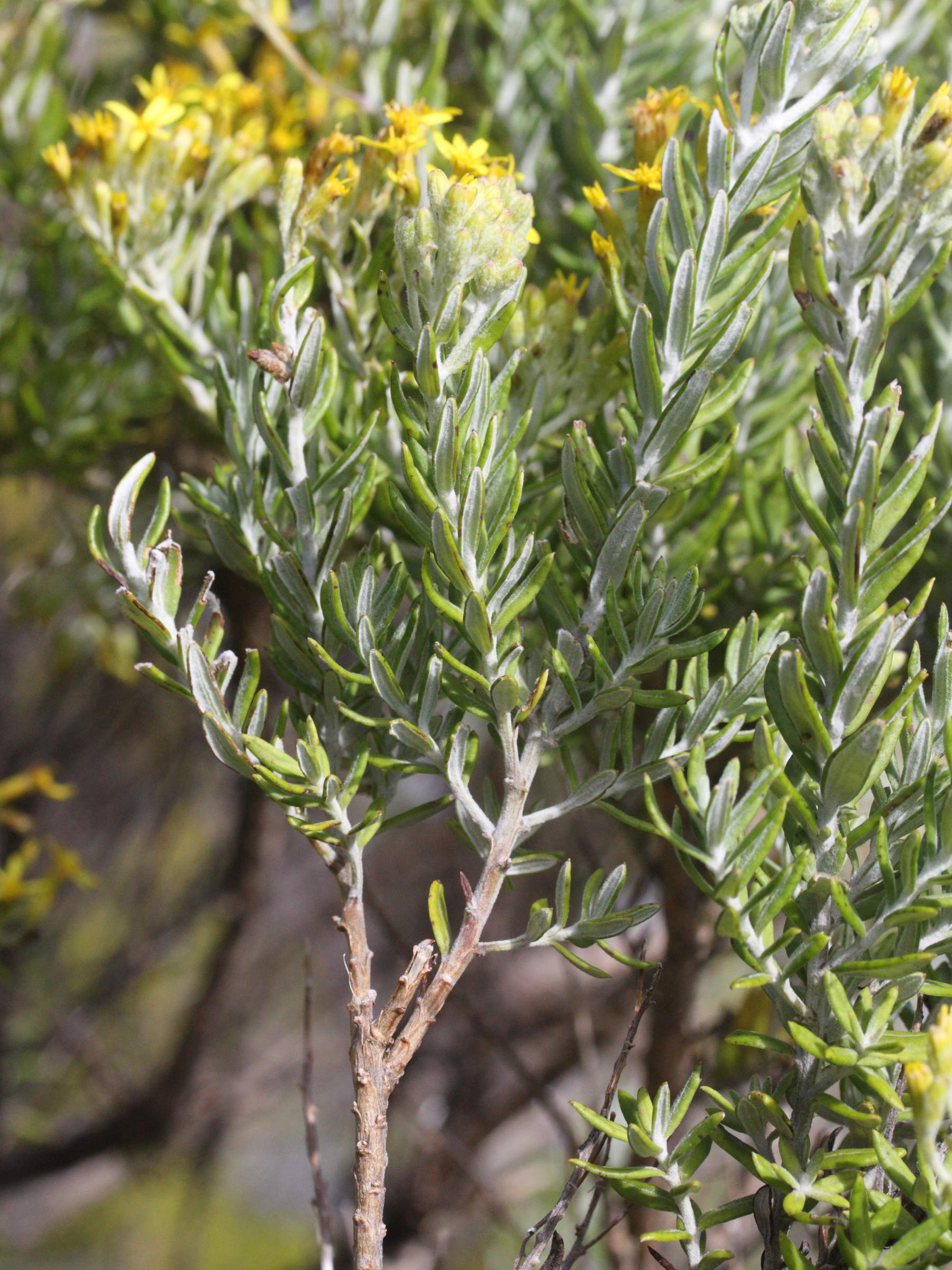 hubertia_tomentosa6md