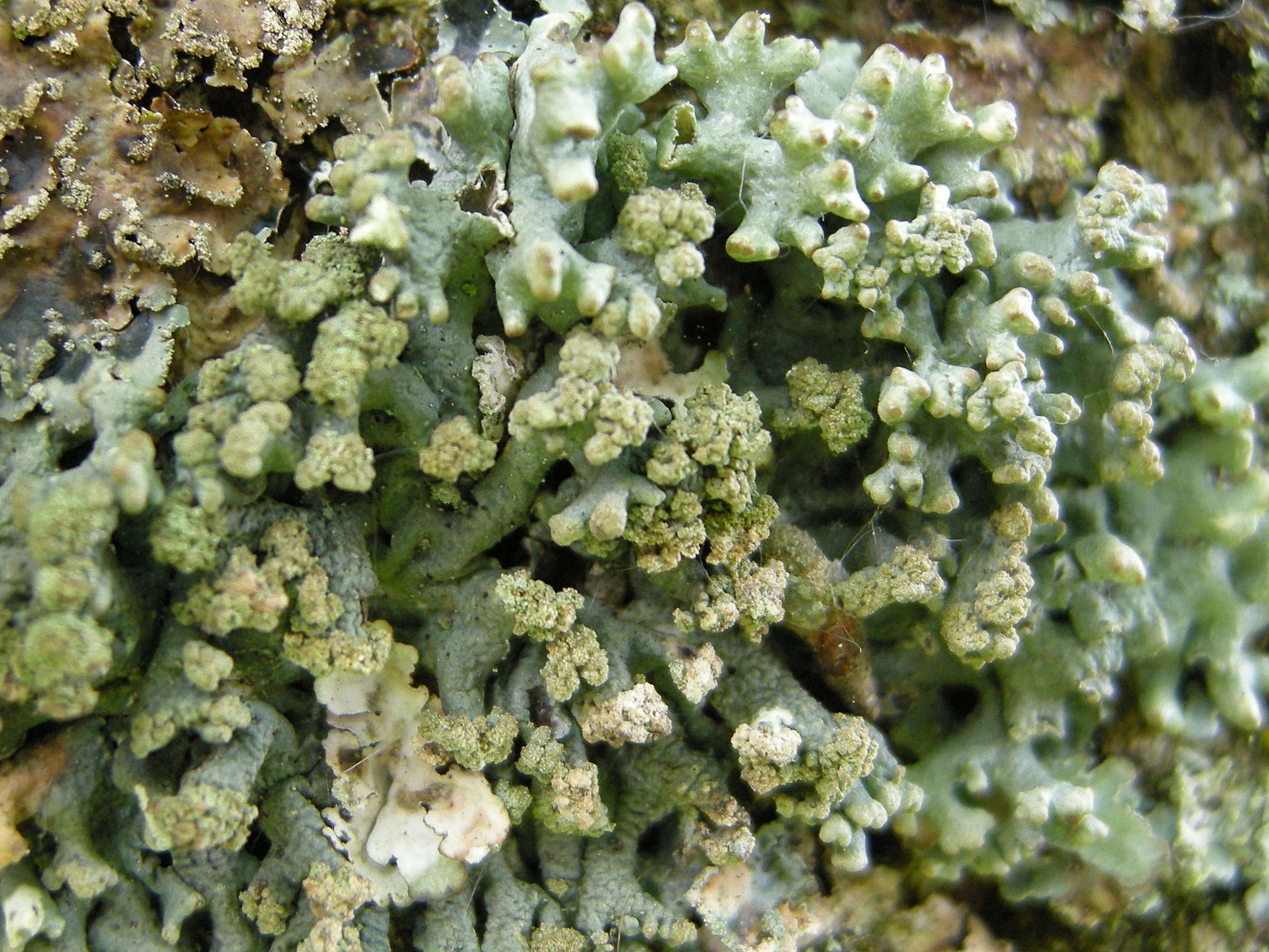 hypogymnia_tubulosa1md
