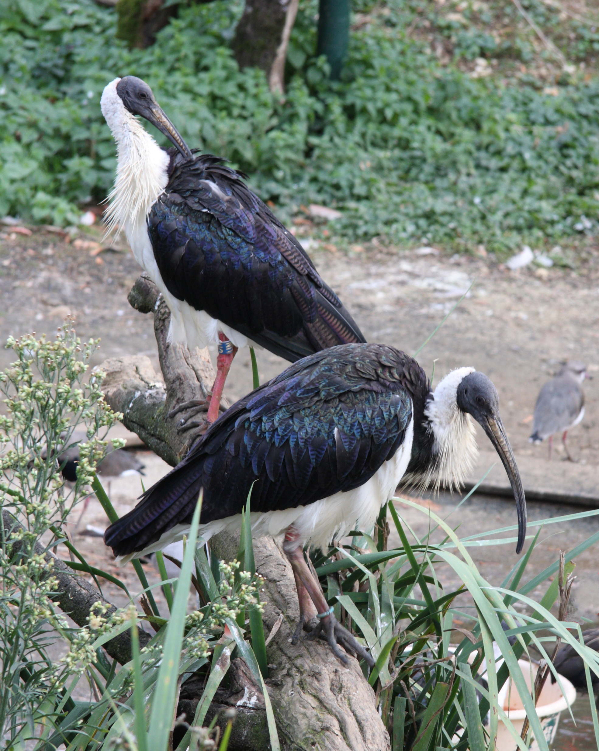 ibis_d-australie_-_threskiornis_spinicollis1sd