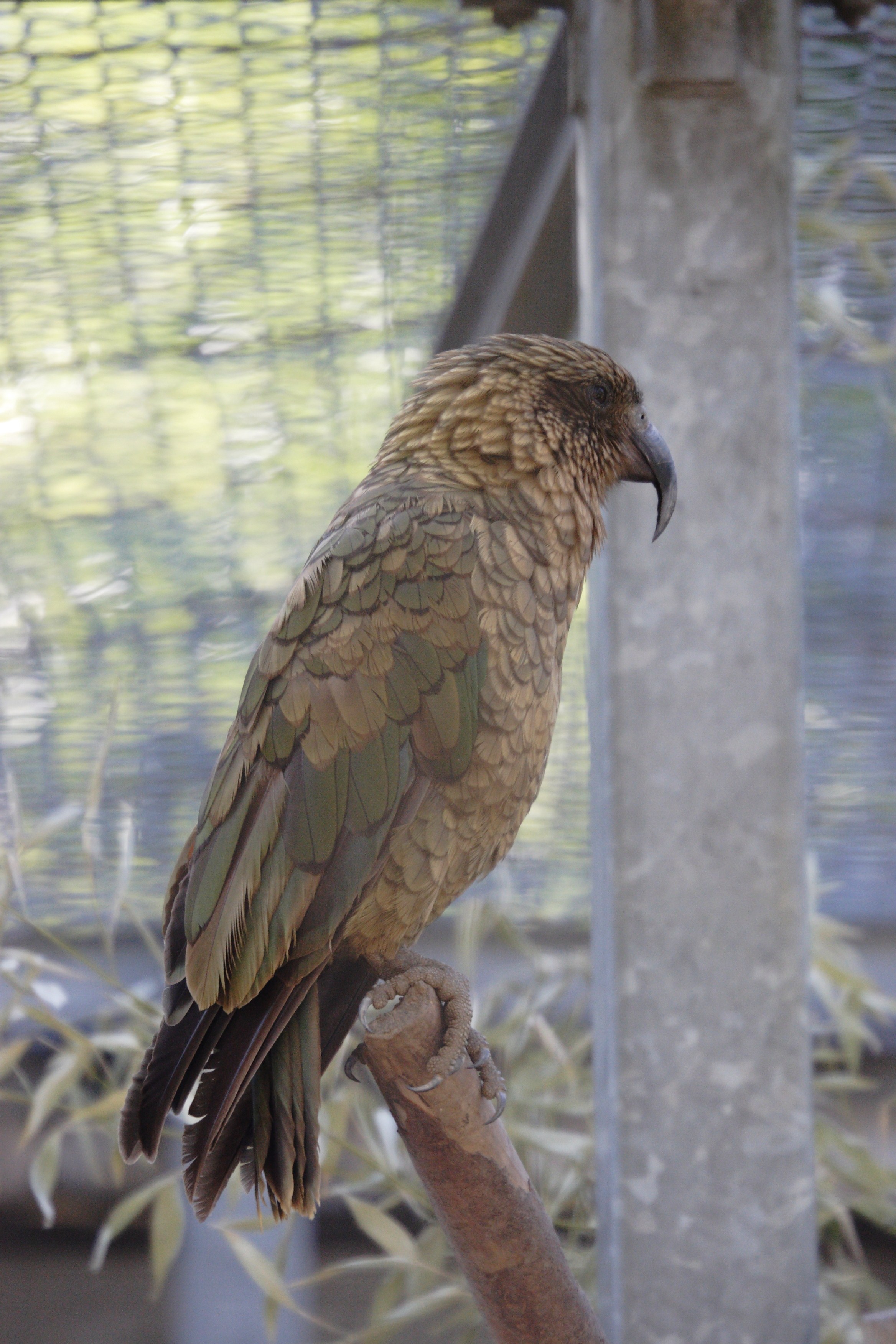 kea_-_nestor_notabilis1bd