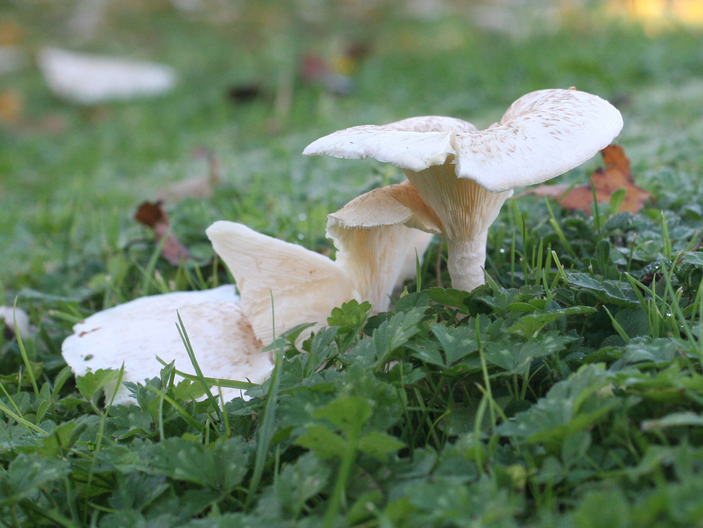 lentinus_tigrinus2md