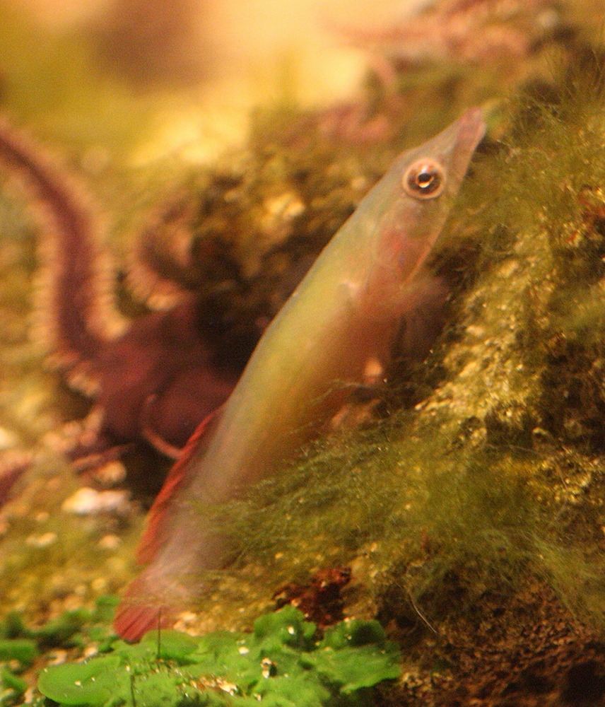 Lepadogaster_candollei