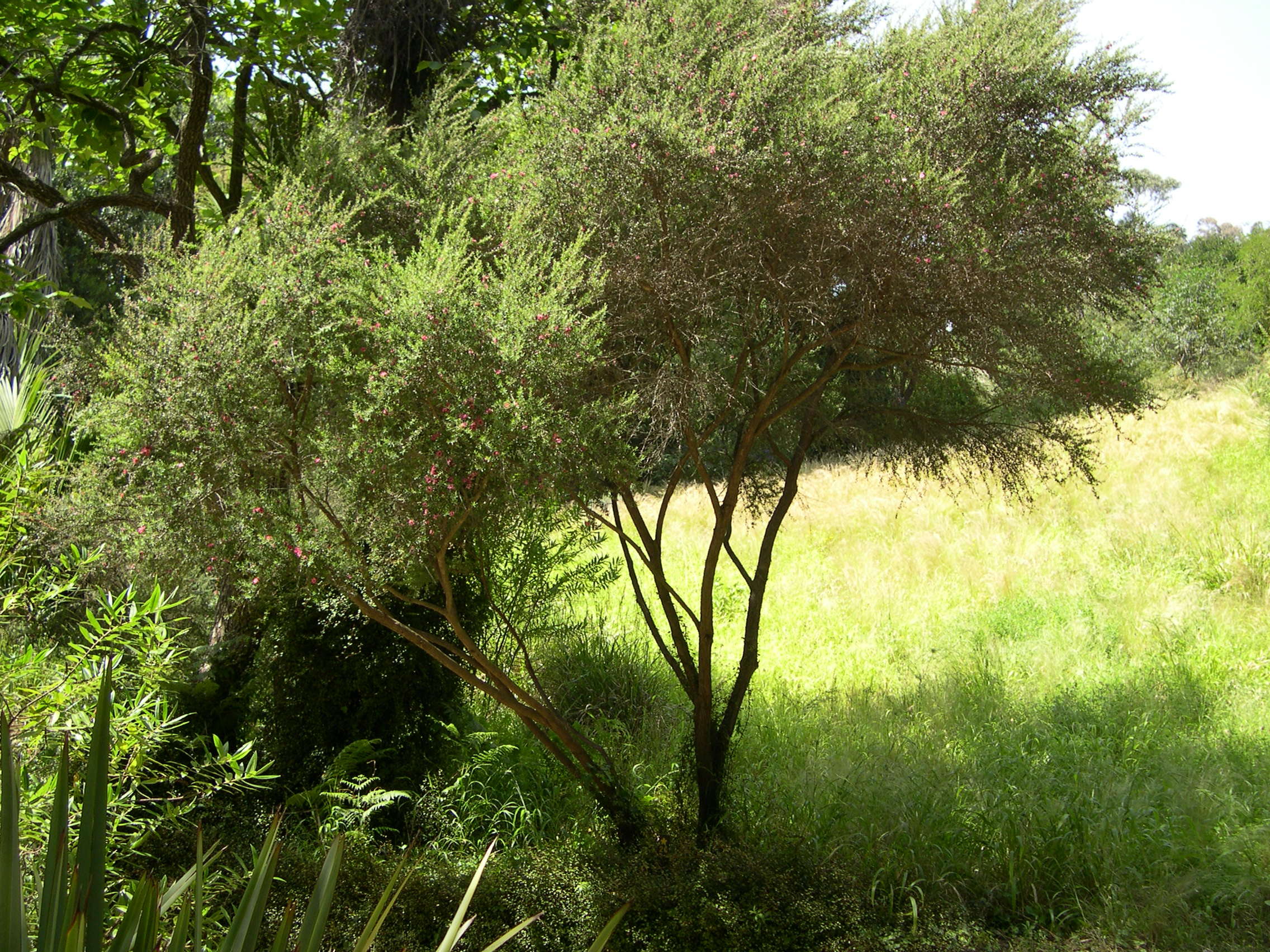Afficher le média leptospermum_scoparium1md leptospermum_scoparium1md